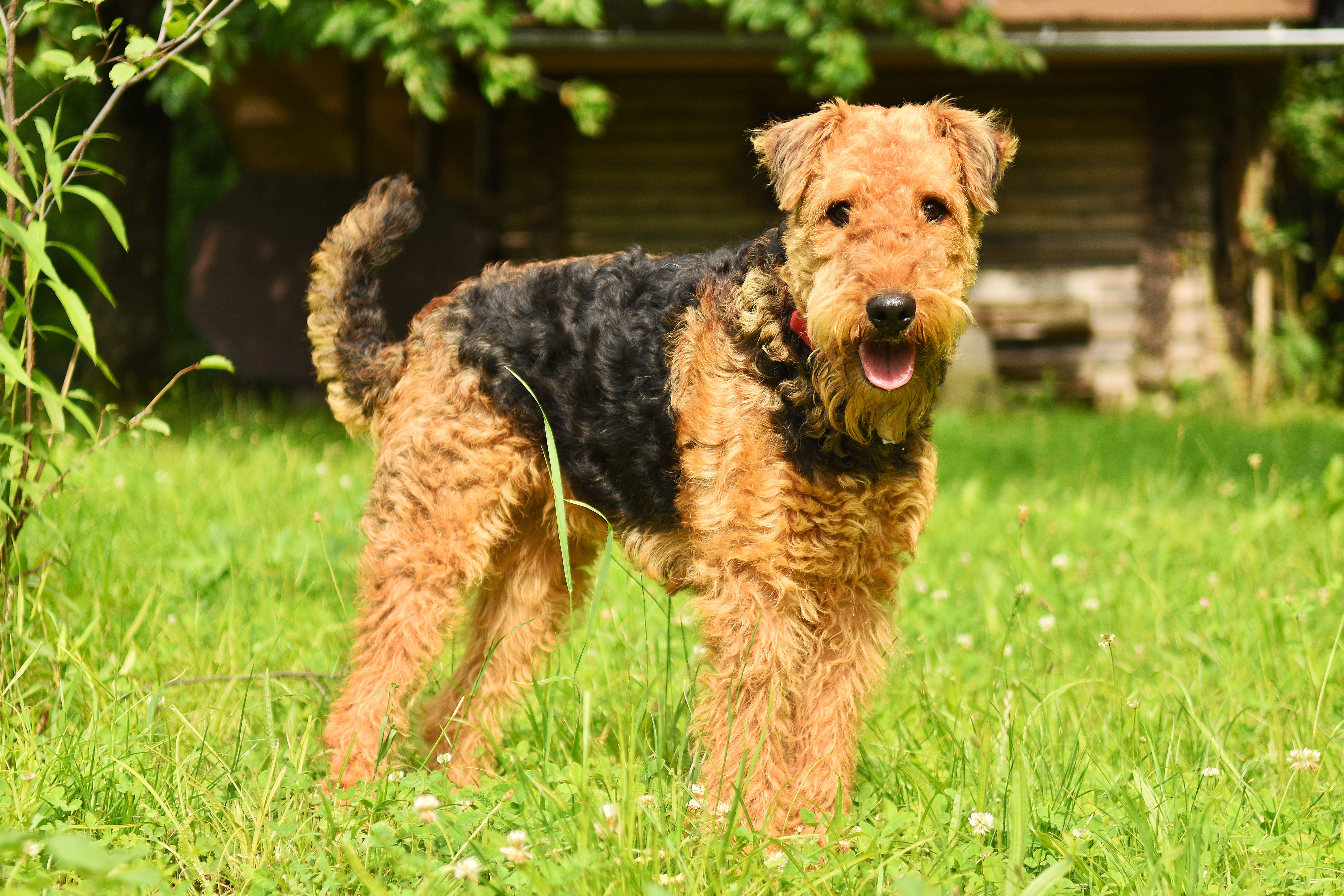 terrier, focus on foreground, furry, airedale terrier, 5K, one animal, kitten, domesticated, hound, doggy style, pets, day, cat, domestic animals, animal themes, HD Wallpaper