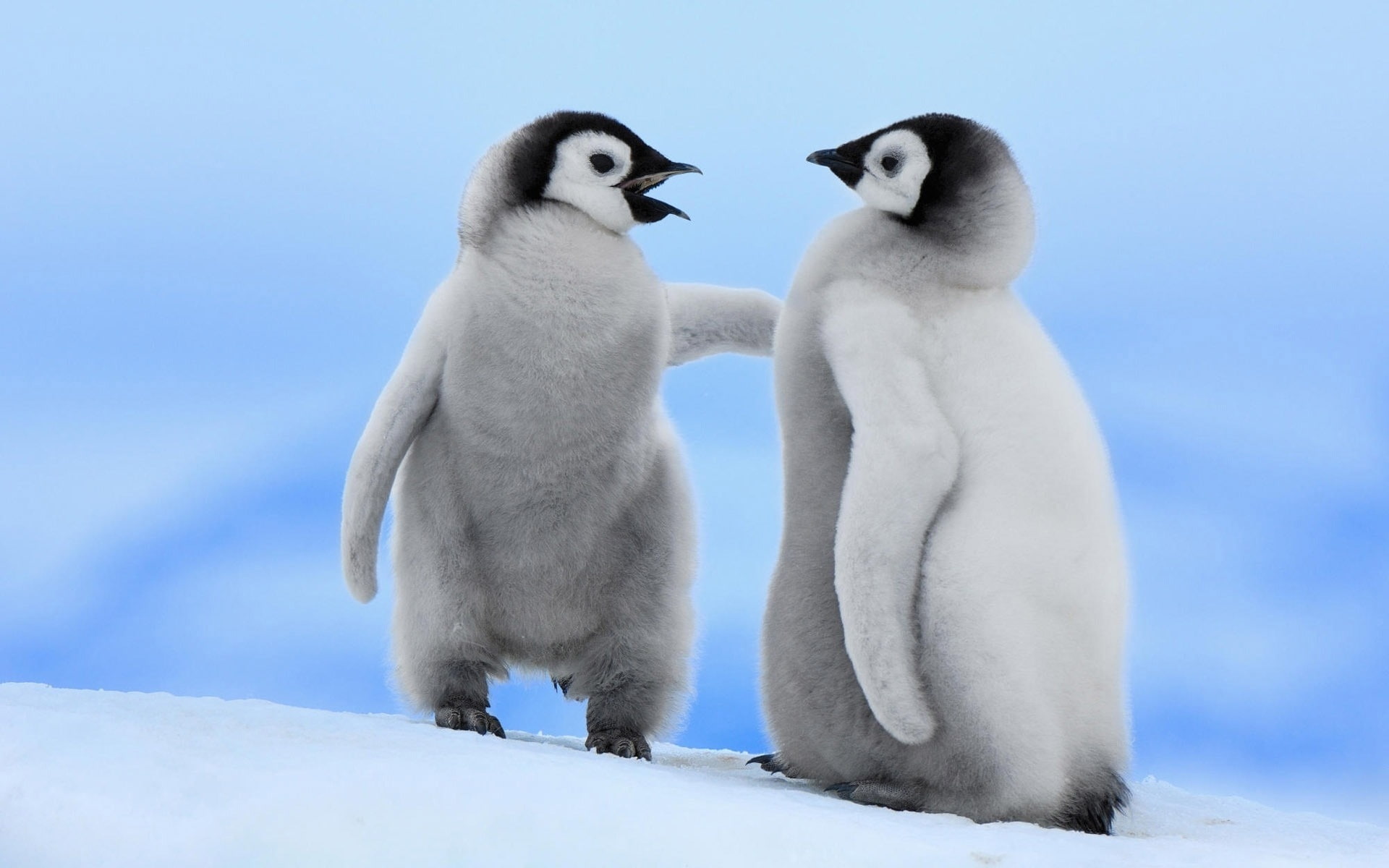 penguin, animals, emperor, bird, chick, penguins, 1080P, chicks, hd, birds, HD Wallpaper