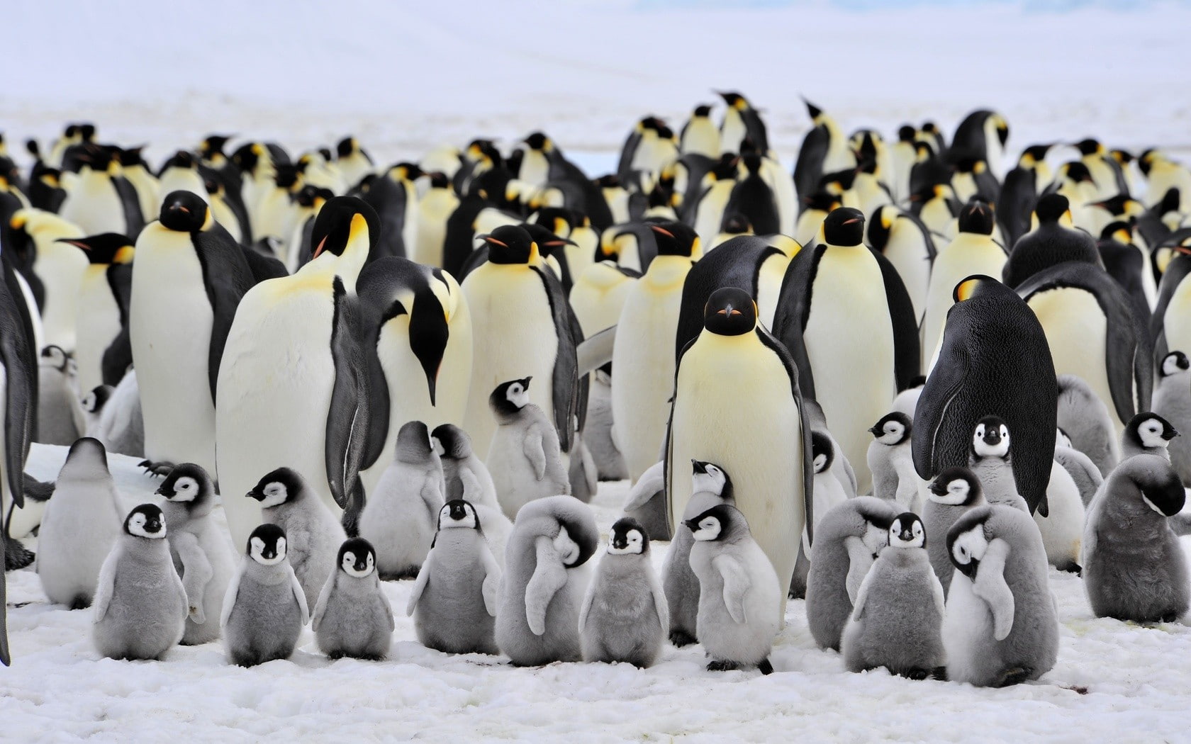 white color, animals in the wild, animals, no people, day, large group of animals, birds, land, animal themes, penguin, black color, beauty in nature, nature, HD Wallpaper