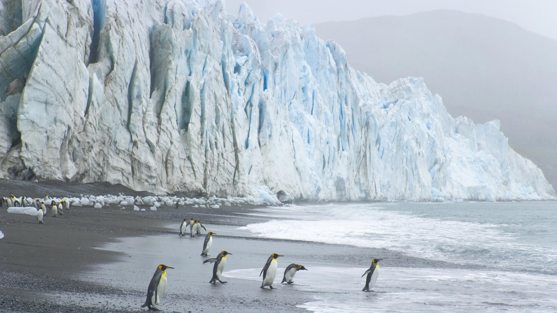 1080P, penguin, animals, beach, ice, hd, ocean, bird, HD Wallpaper