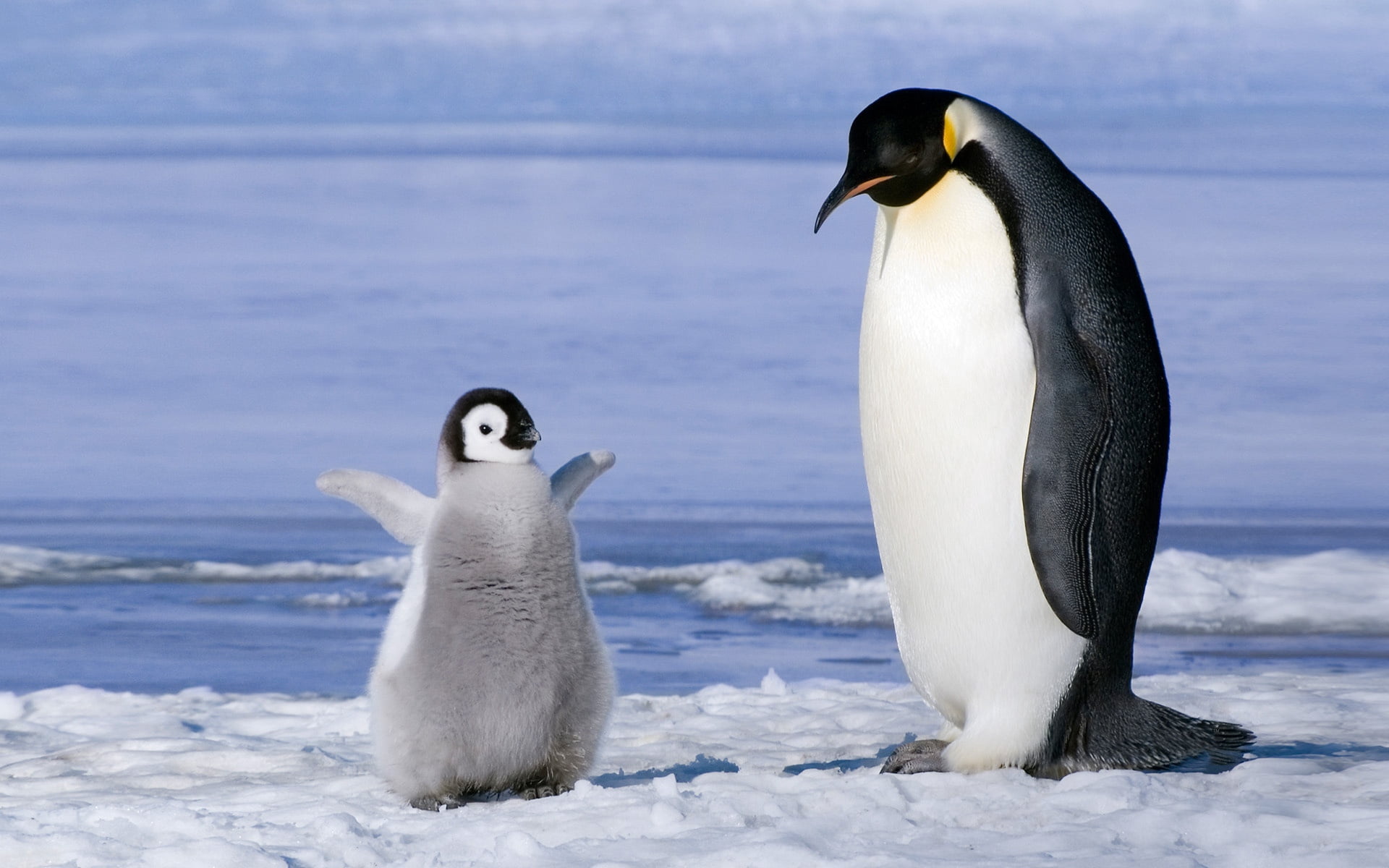 couple, vertebrate, gentoo Penguin, blue, animals In The Wild, flightless Bird, no people, white, nature, arctic, colony, iceland, penguin, beak, animal themes, HD Wallpaper