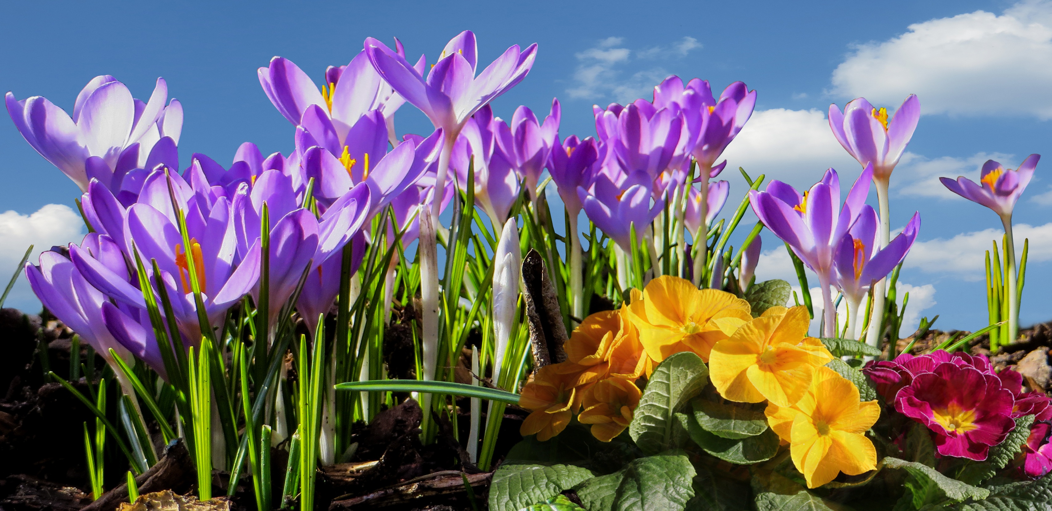yellow, close-up, petal, crocus, outdoors, flowers, 2K, inflorescence, plant, spring awakening, freshness, nature, field, flowerbed, spring, purple, day, HD Wallpaper