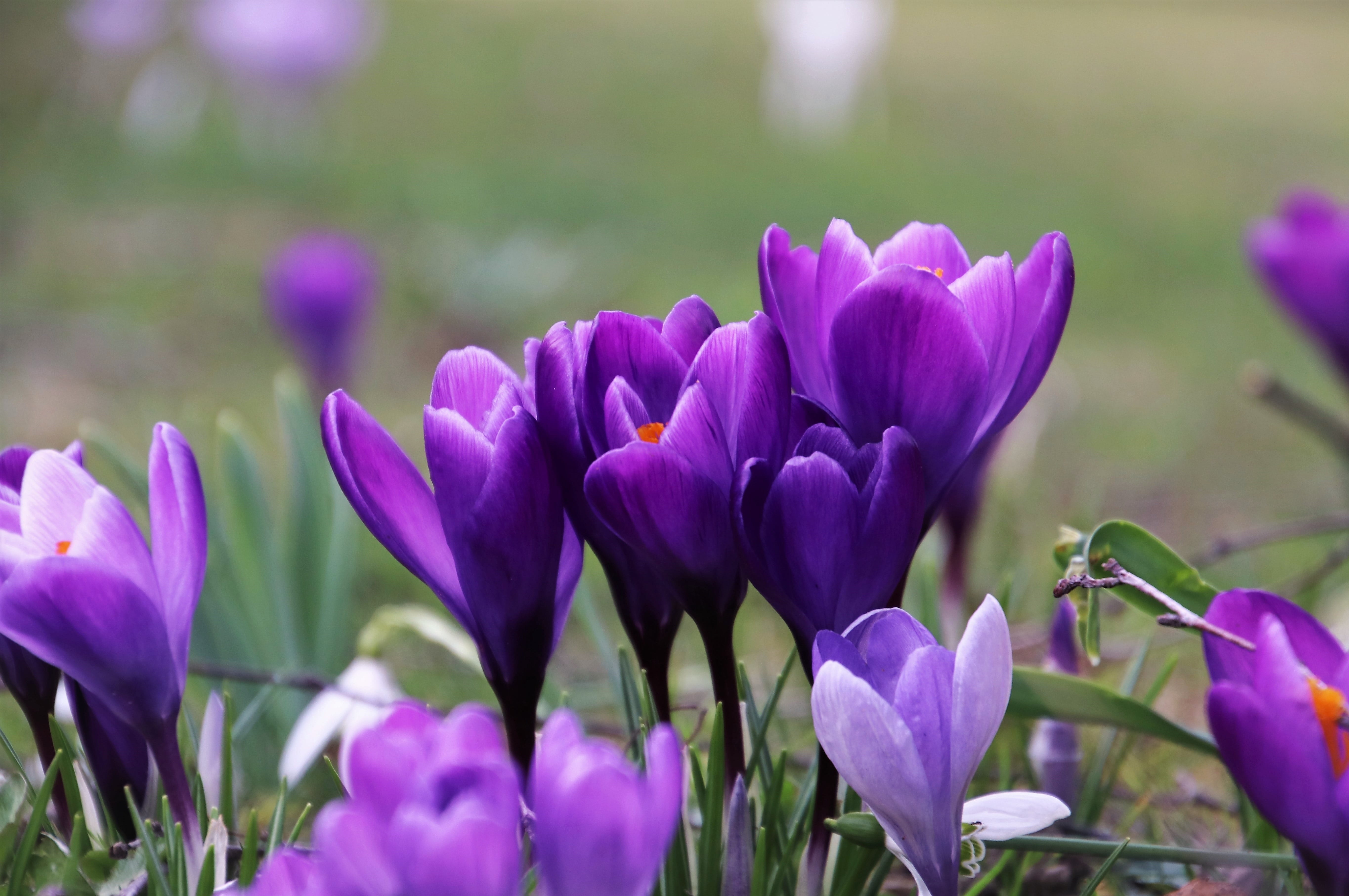 krokus, march, springtime, beauty in nature, land, spring, at the court of, harbingers of spring, flowering, close up, flower, plants, selective focus, HD Wallpaper