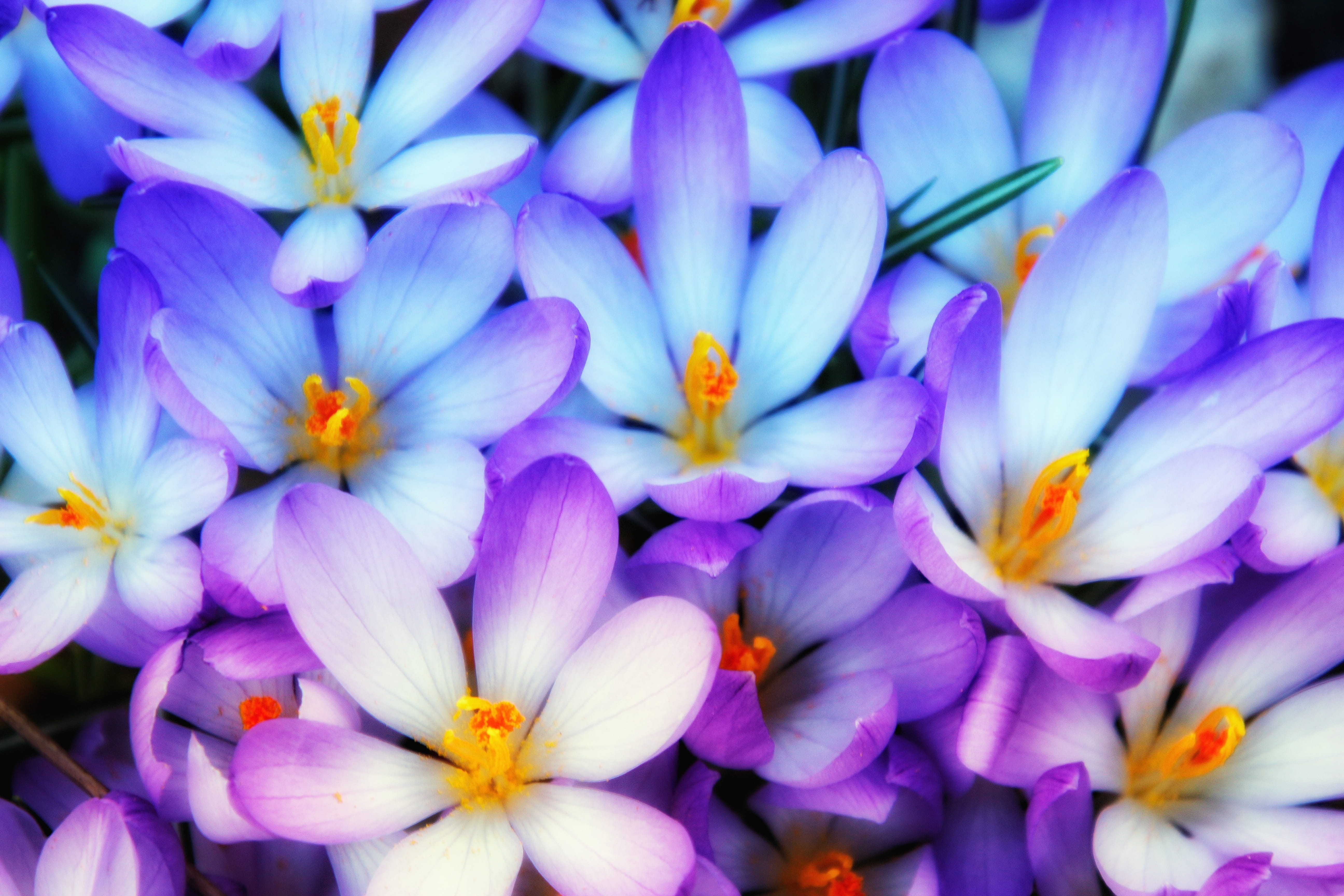 february, garden season, petal, bloom, blue, growth, vulnerability, greeting card, january, purple, flower head, light blue, flowering plant, beauty in nature, HD Wallpaper