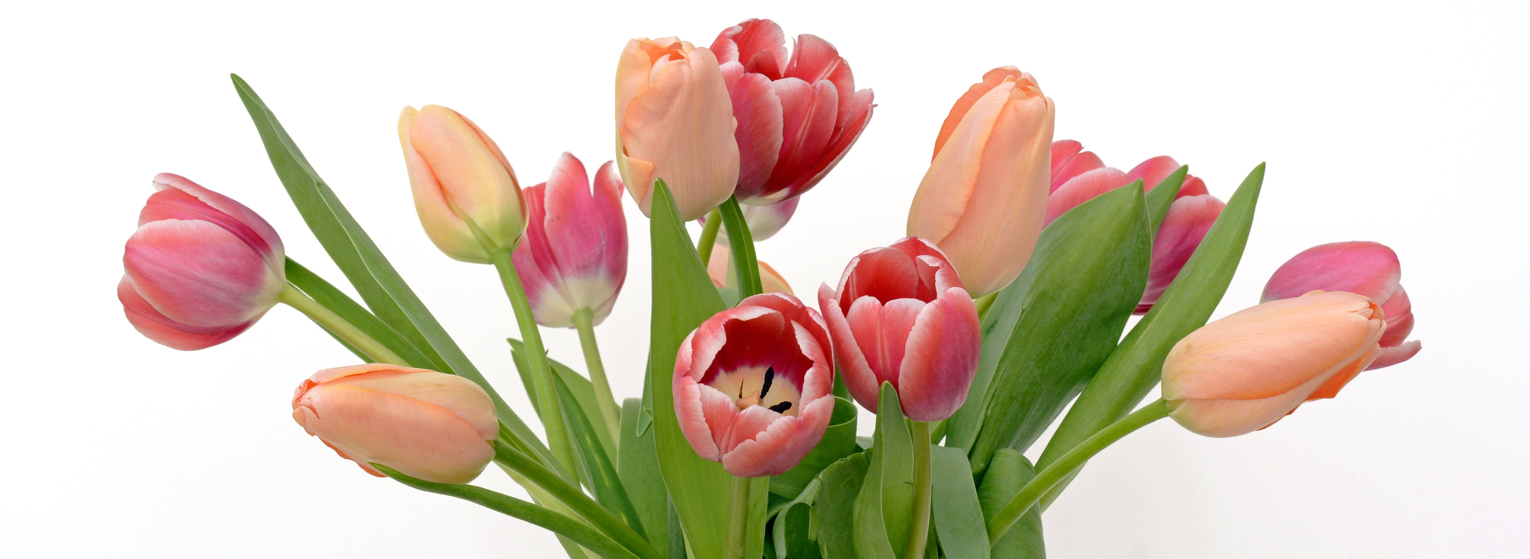 spring awakening, pink color, vibrant color, springtime, freshness, beauty in nature, white background, orange, studio shot, frühlingsanfang, flowering plant, HD Wallpaper