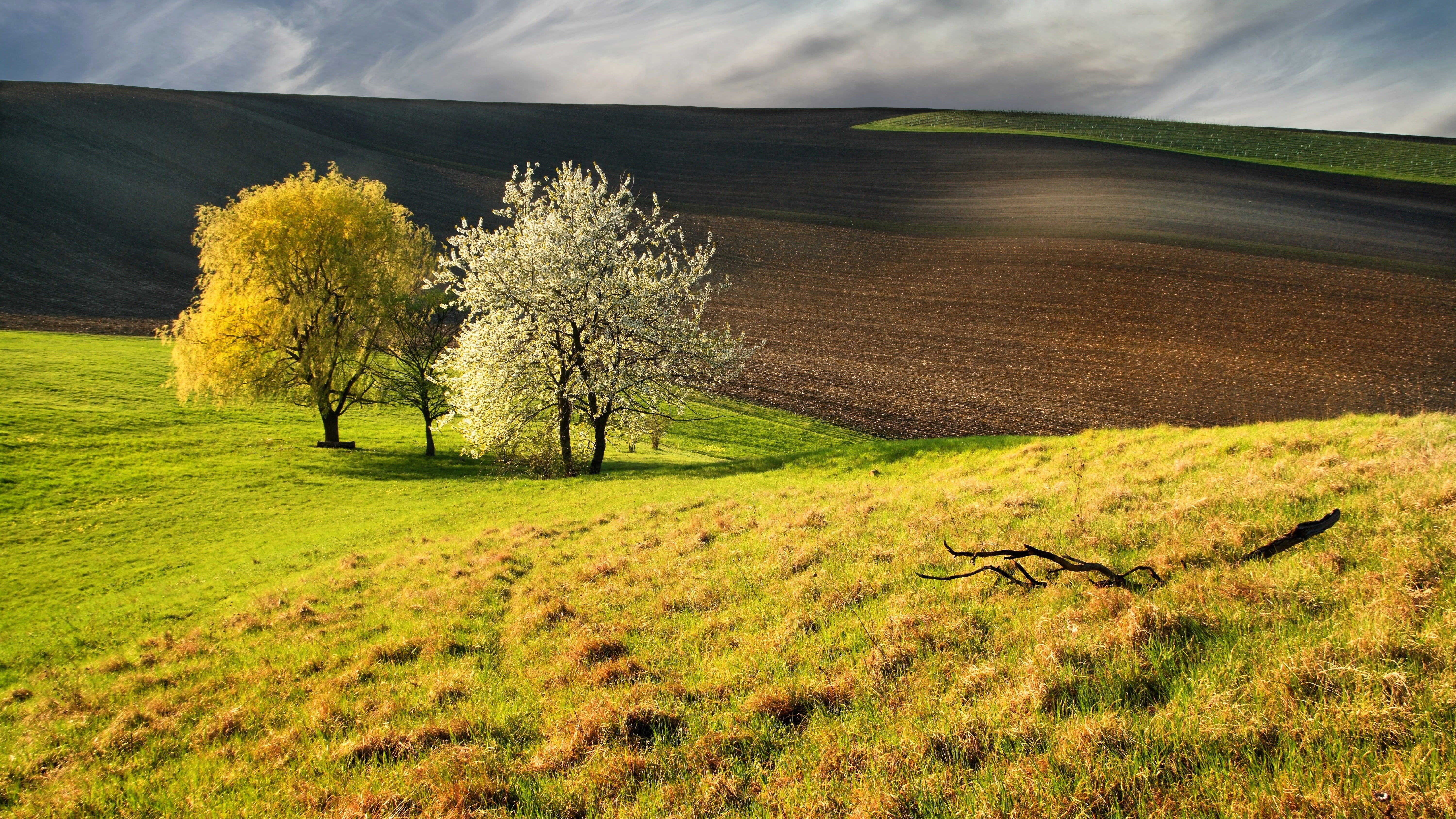 outdoors, green color, magic, no people, meadow, grass, spring, tranquility, czech republic, landscape, tree, day, waves, field, cloud - sky, scenics - nature, HD Wallpaper