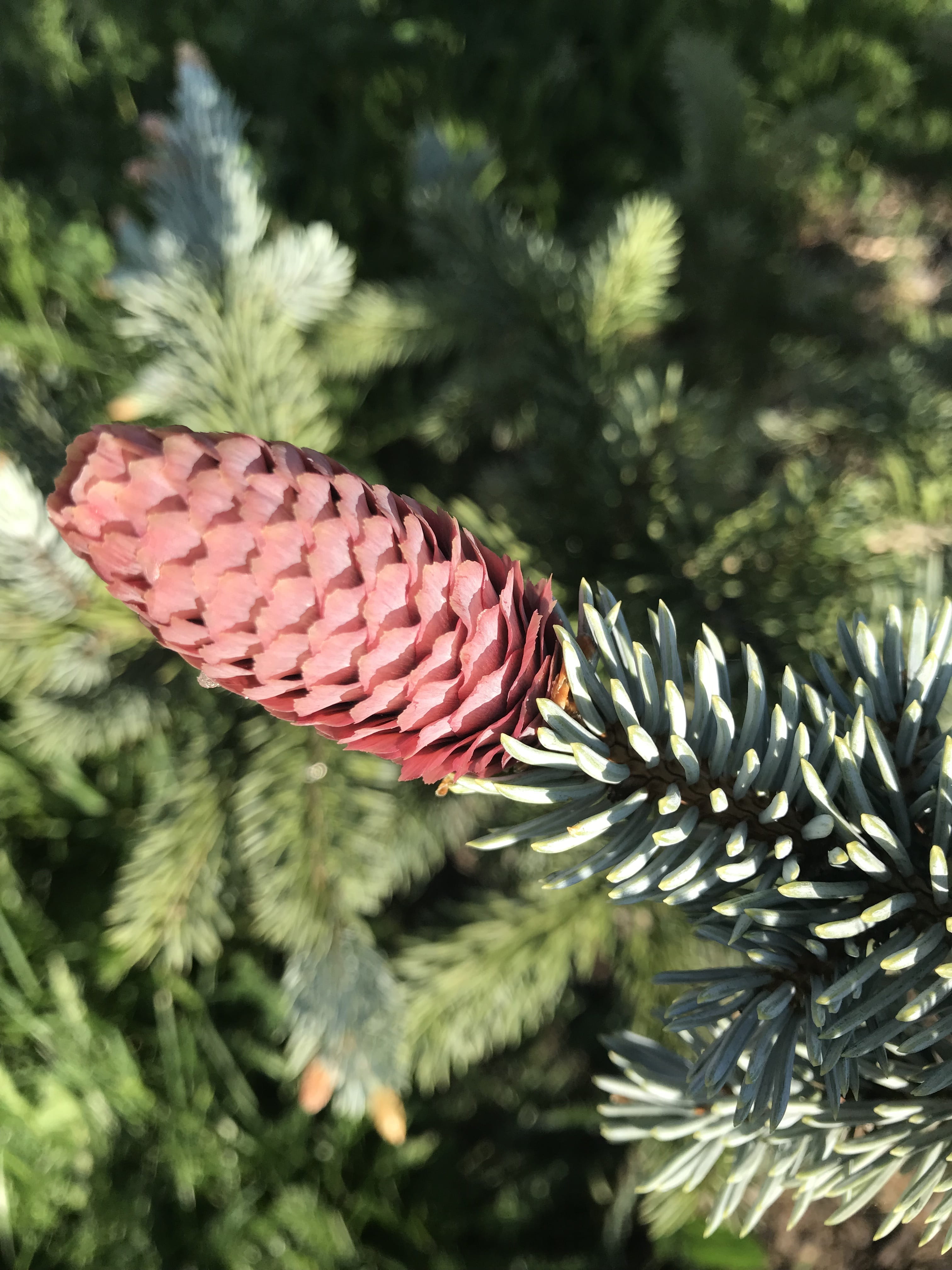 tree, cone, decoration, green color, nature, fragility, day, flowering plant, landscape, beauty in nature, christmas tree, forest, close-up, coniferous tree, Phone HD Wallpaper