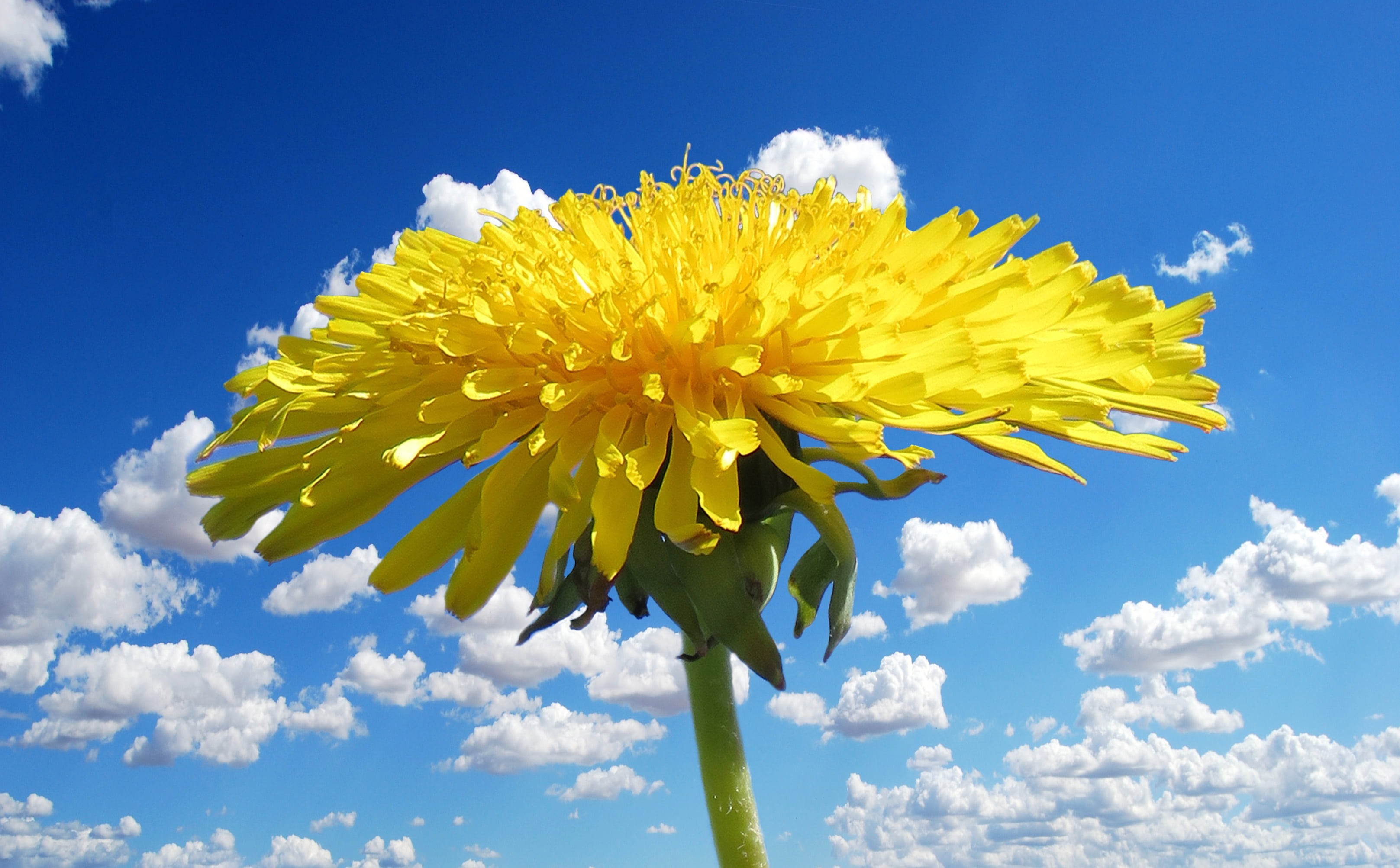 sepal, flower, fragility, summer, petaled, sunflower, flowering plant, petal, low angle view, no people, yellow, blossom, outdoors, garden, freshness, plant, HD Wallpaper