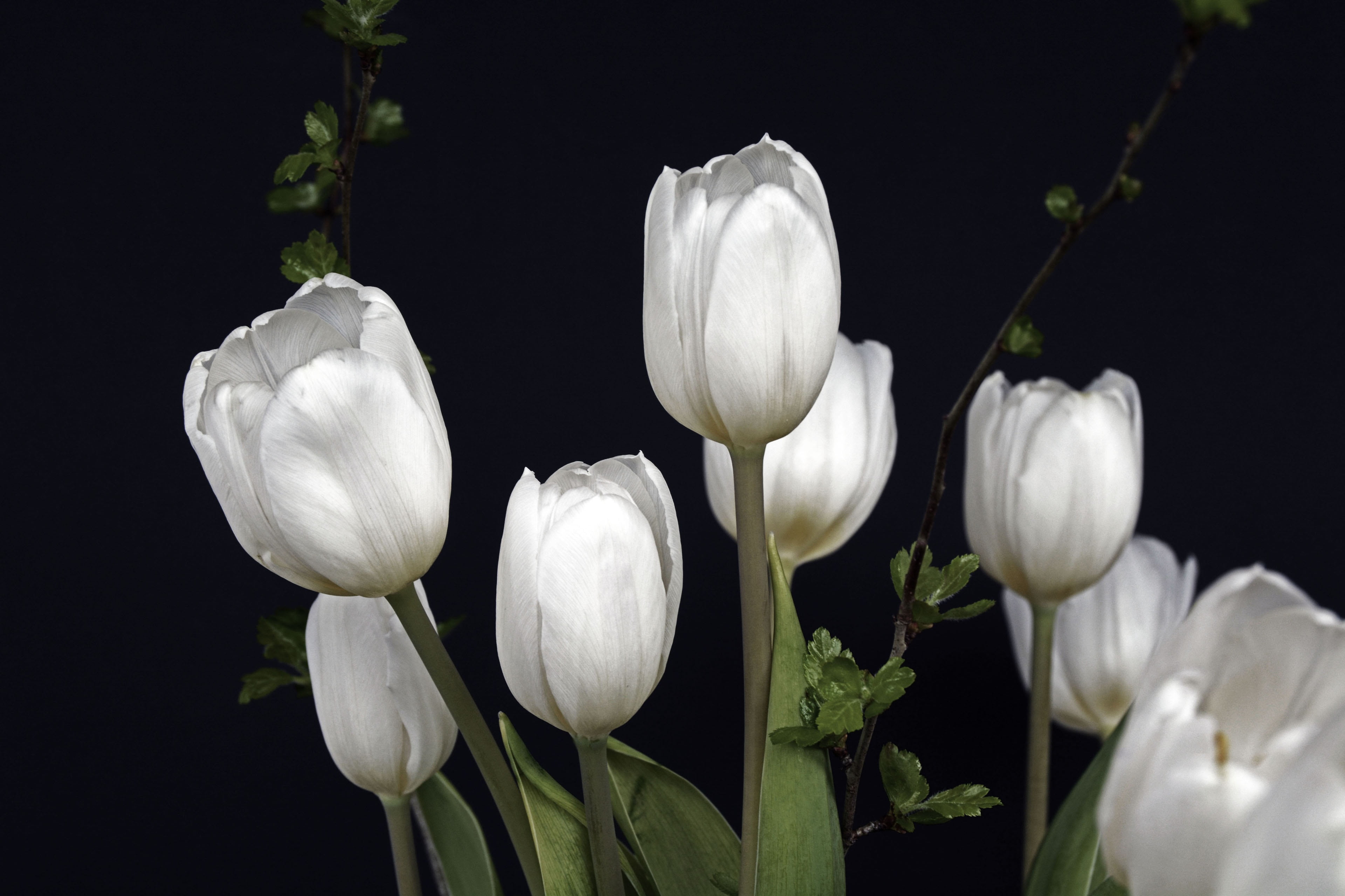 flowers, green, black background, photo, bouquet of flowers, bud, beauty in nature, flower head, frühlingsanfang, growth, spring, nature, 4K, plant stem, HD Wallpaper