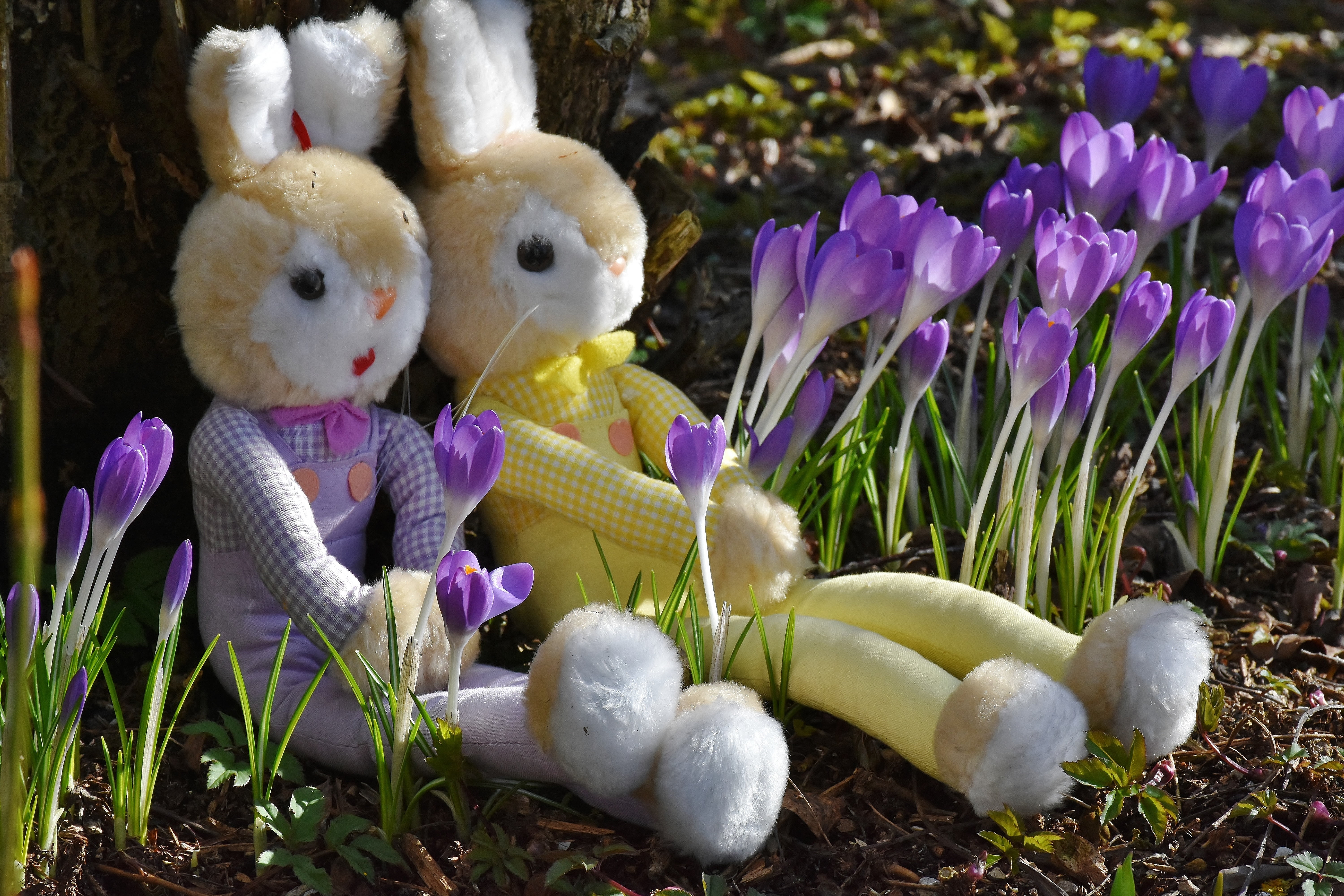pink, two, blossom, animal, flower, cultures, egg, frühlingsanfang, violet, representation, easter theme, flowering plant, purple, easter, holiday, animal representation, HD Wallpaper