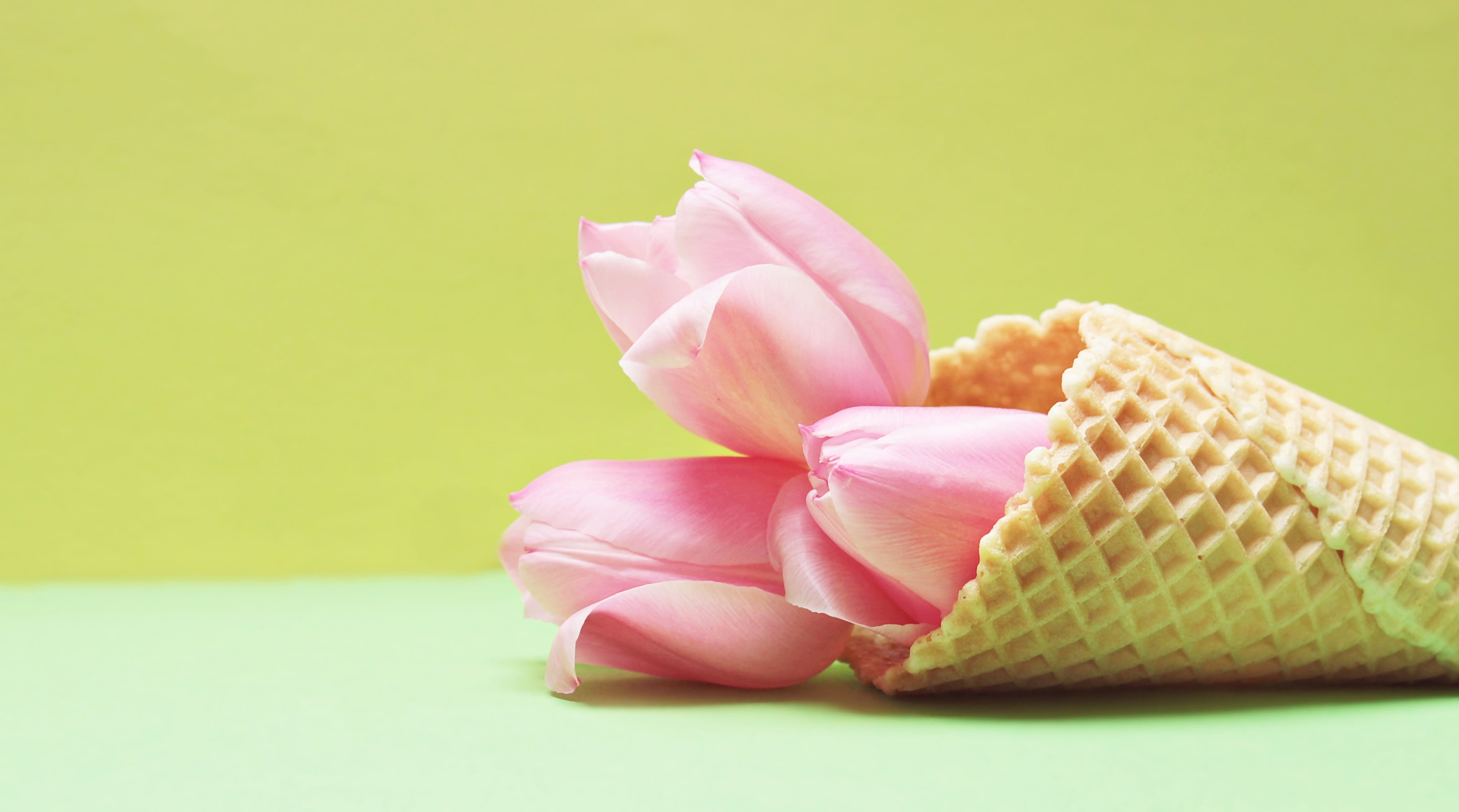 tulips in eiswaffel, frühlingsanfang, multi colored, greeting, beautiful, still life, postcard, food and drink, 4K, floral greeting, color, pink, spring, HD Wallpaper