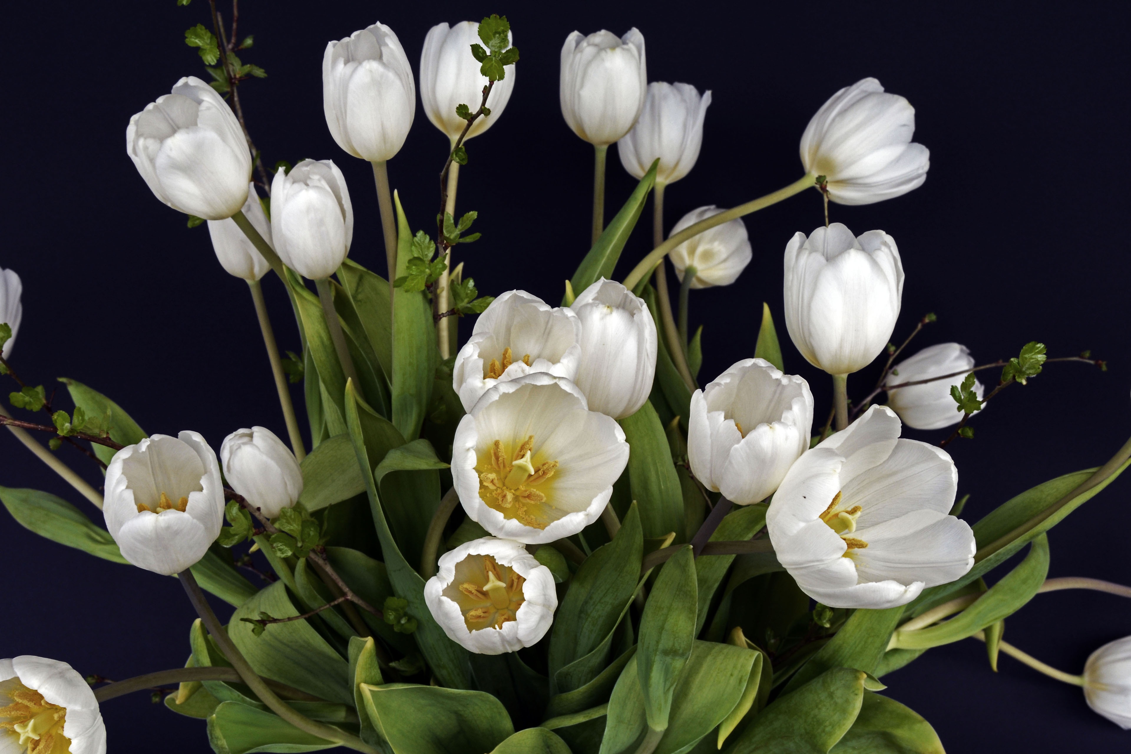 inflorescence, studio shot, freshness, mothers day, frühlingsanfang, thank you, tulips, spring flowers, bouquet of flowers, flowers, nature, centerpiece, HD Wallpaper