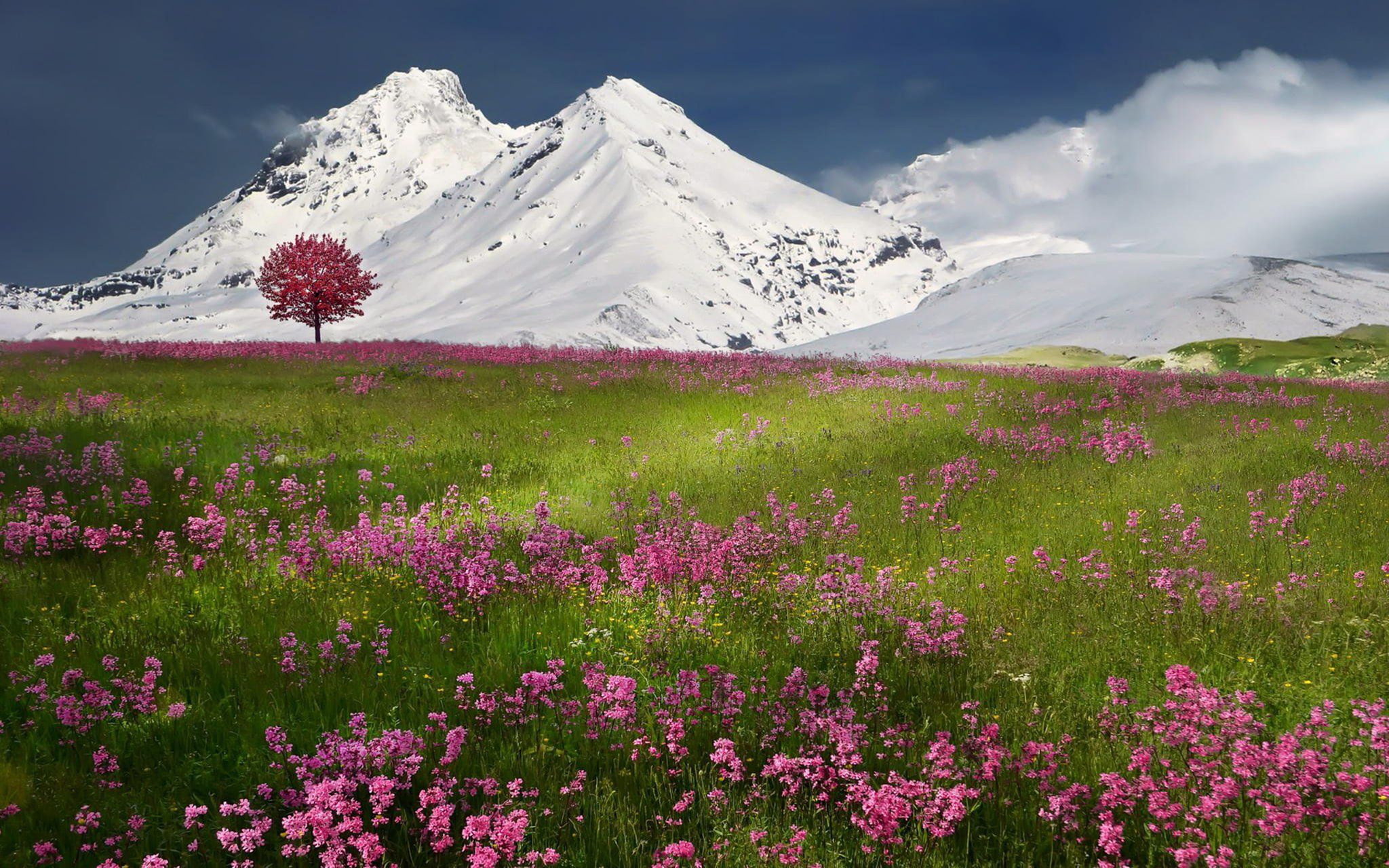 mountains, purple, landscape, covered, field, spring, snow, 1080P, grass, green, nature, flowers, outdoors, awakening, HD Wallpaper