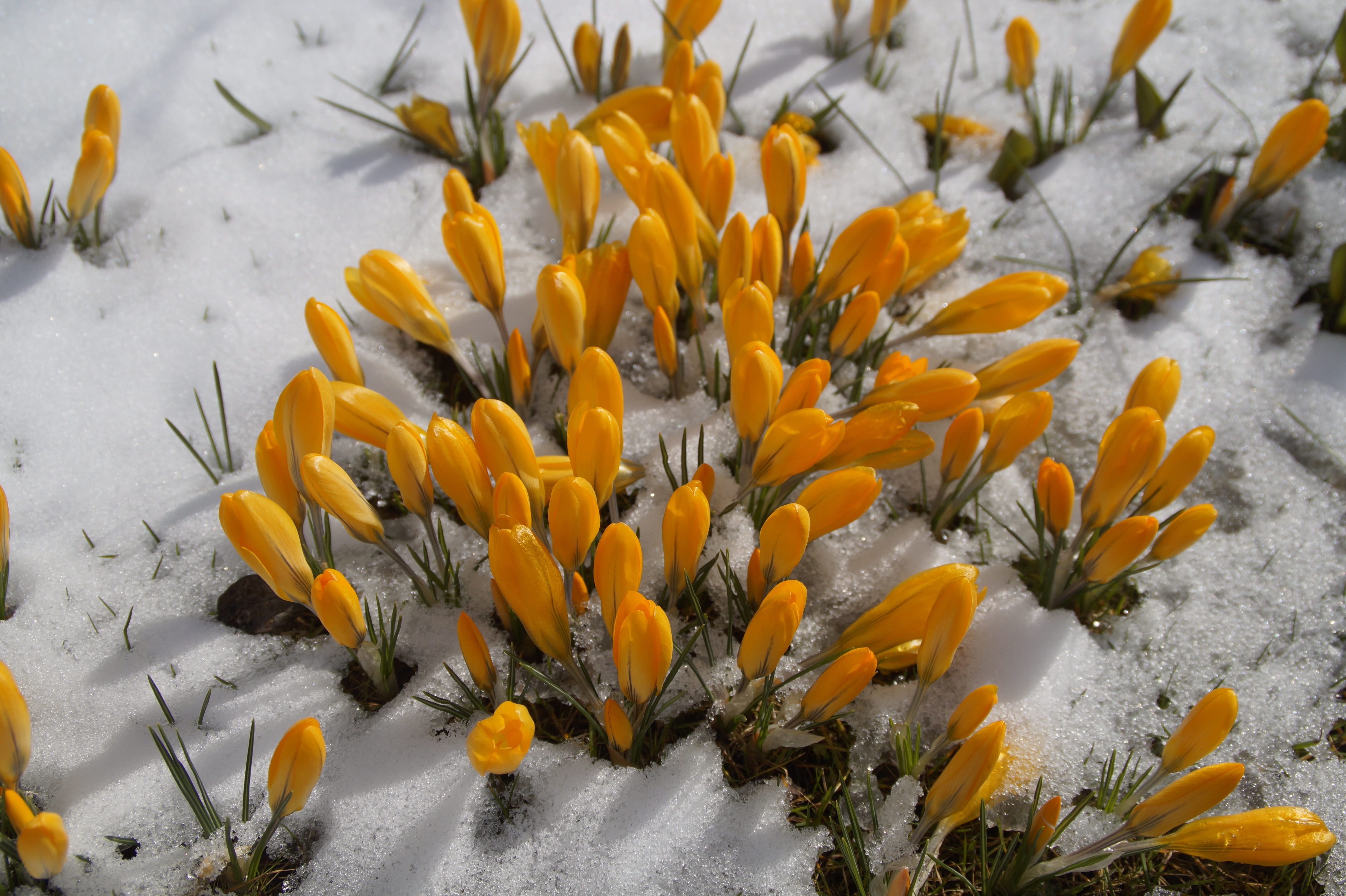 nature, flower head, the beginning of spring, march, gazania, cold, beauty in nature, yellow crocus, spring awakening, fragility, flower, close-up, 5K, HD Wallpaper