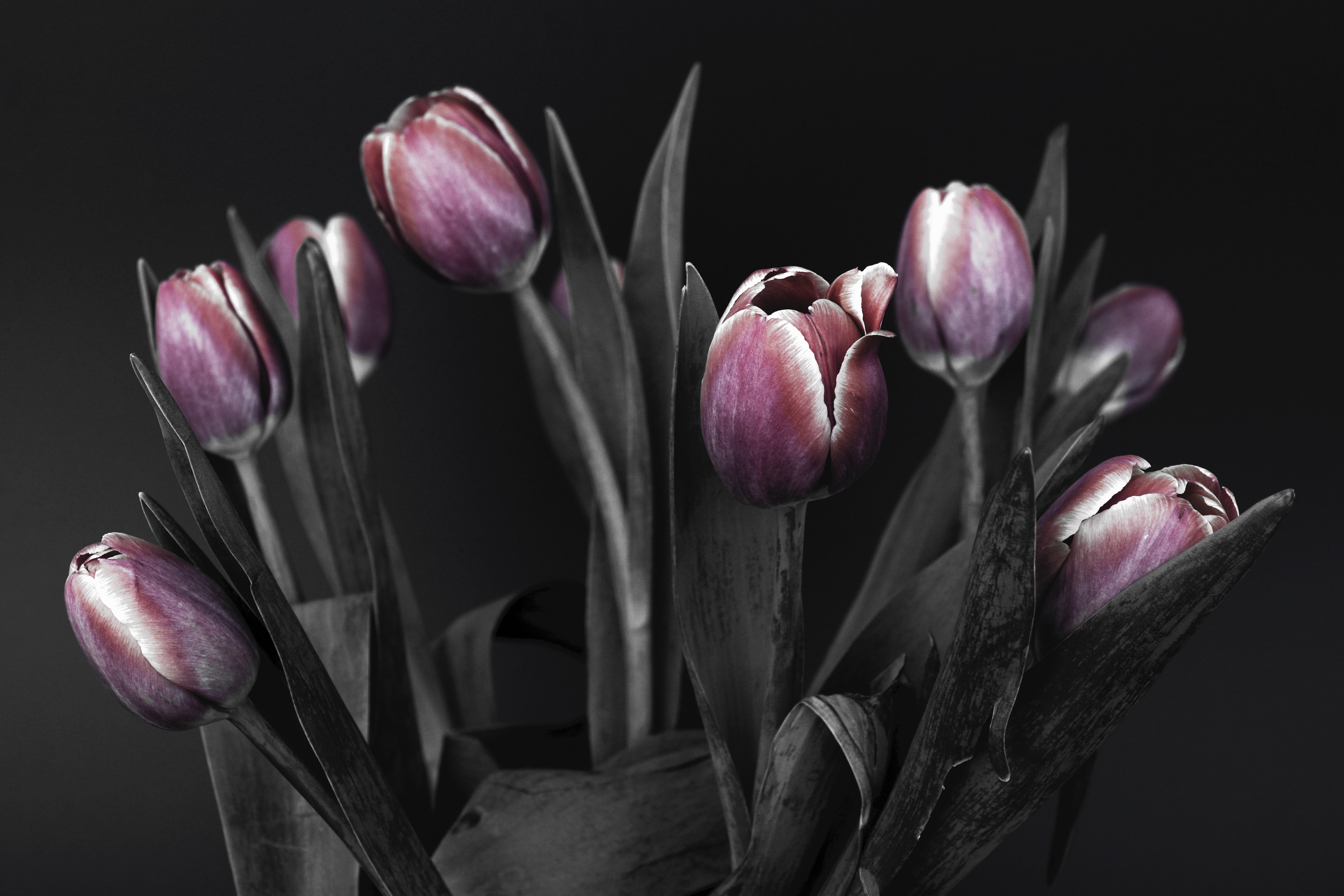 spring awakening, bouquet of flowers, nature, no people, flowers, purple, red, thank you, indoors, black and white, tulips, springtime, mothers day, maroon, HD Wallpaper