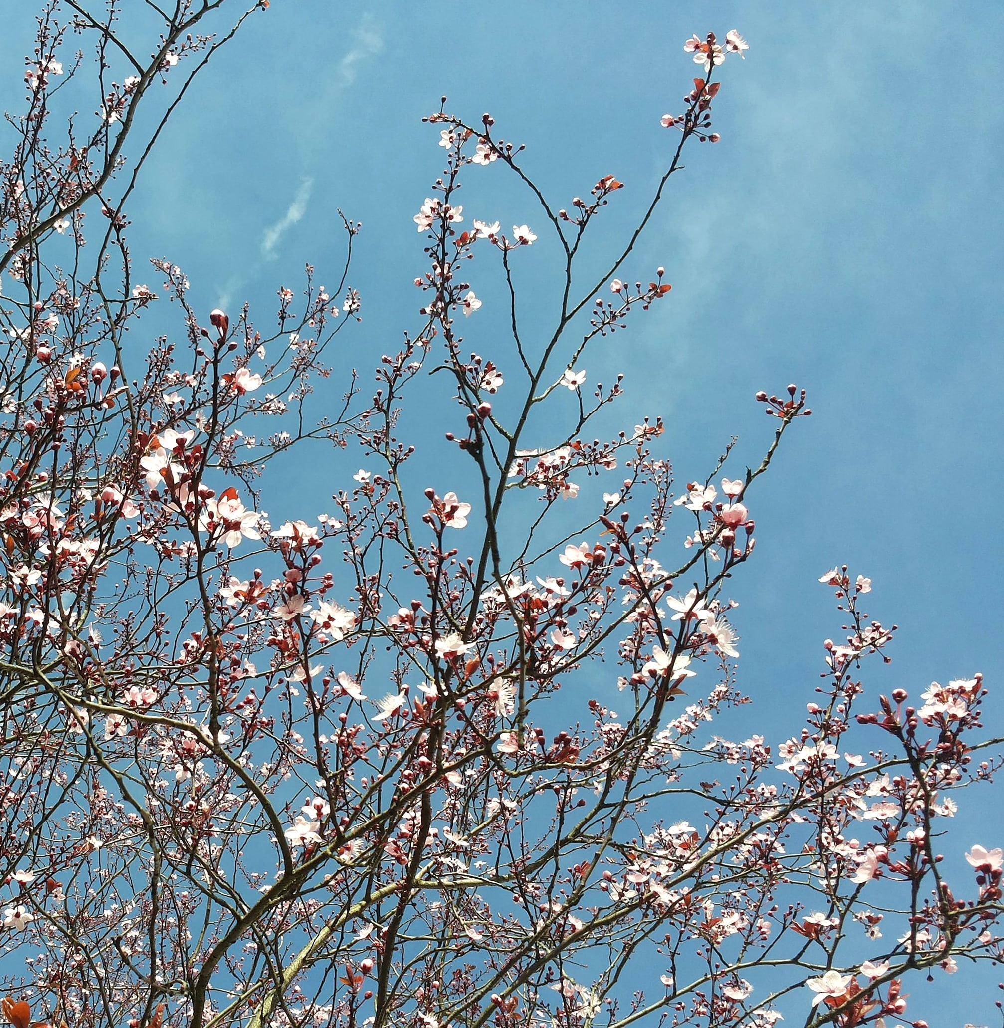 1080P, day, pink color, flowering plant, pink, blossom, flower, vulnerability, cherry tree, aesthetic, beauty in nature, cherry blossom, no people, tree, Phone HD Wallpaper