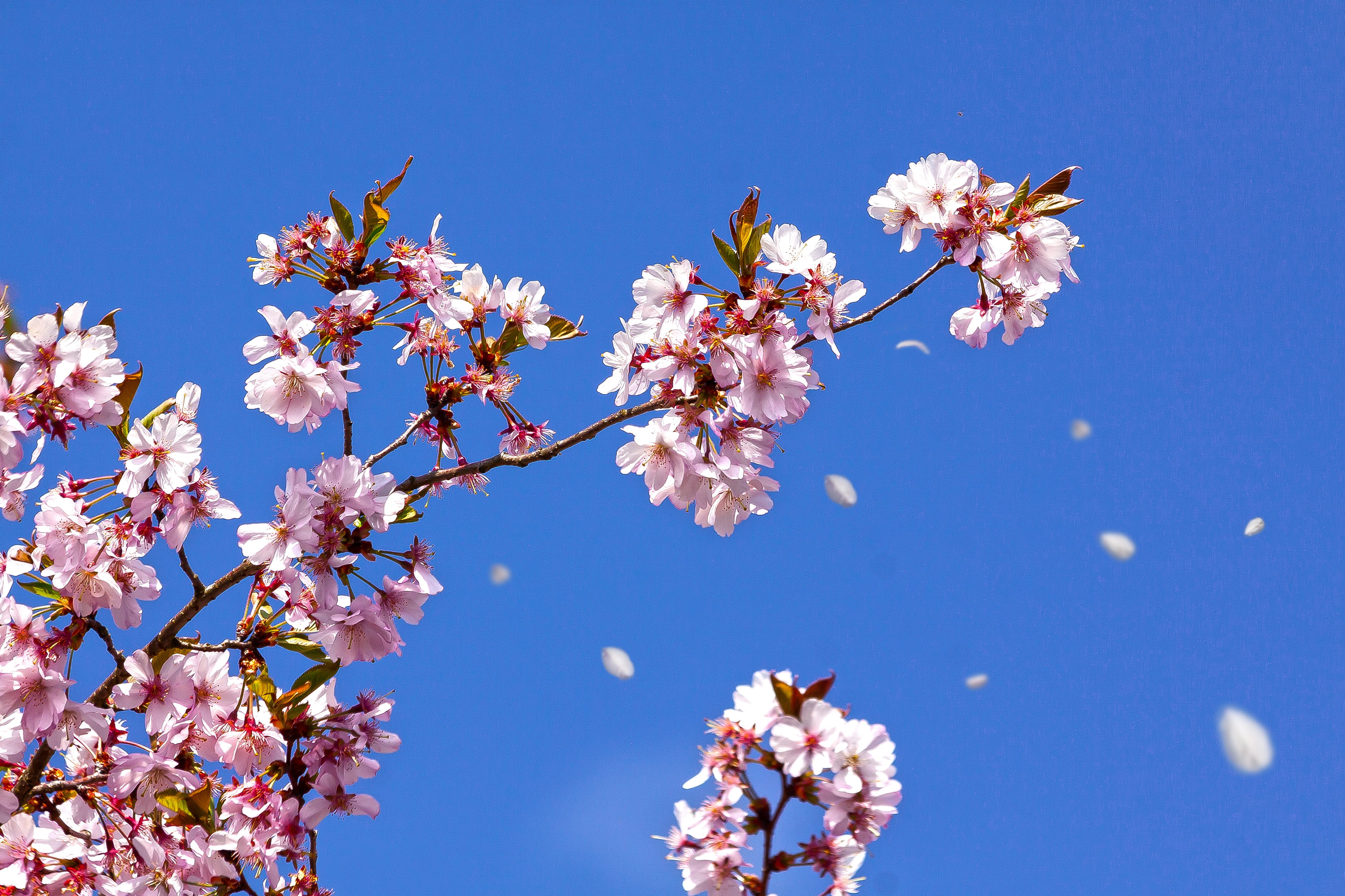 flower head, freshness, low angle view, pollen, day, bloom, vulnerability, smell, nature, cherry blossom, pink, clear sky, branch, japanese cherry trees, HD Wallpaper