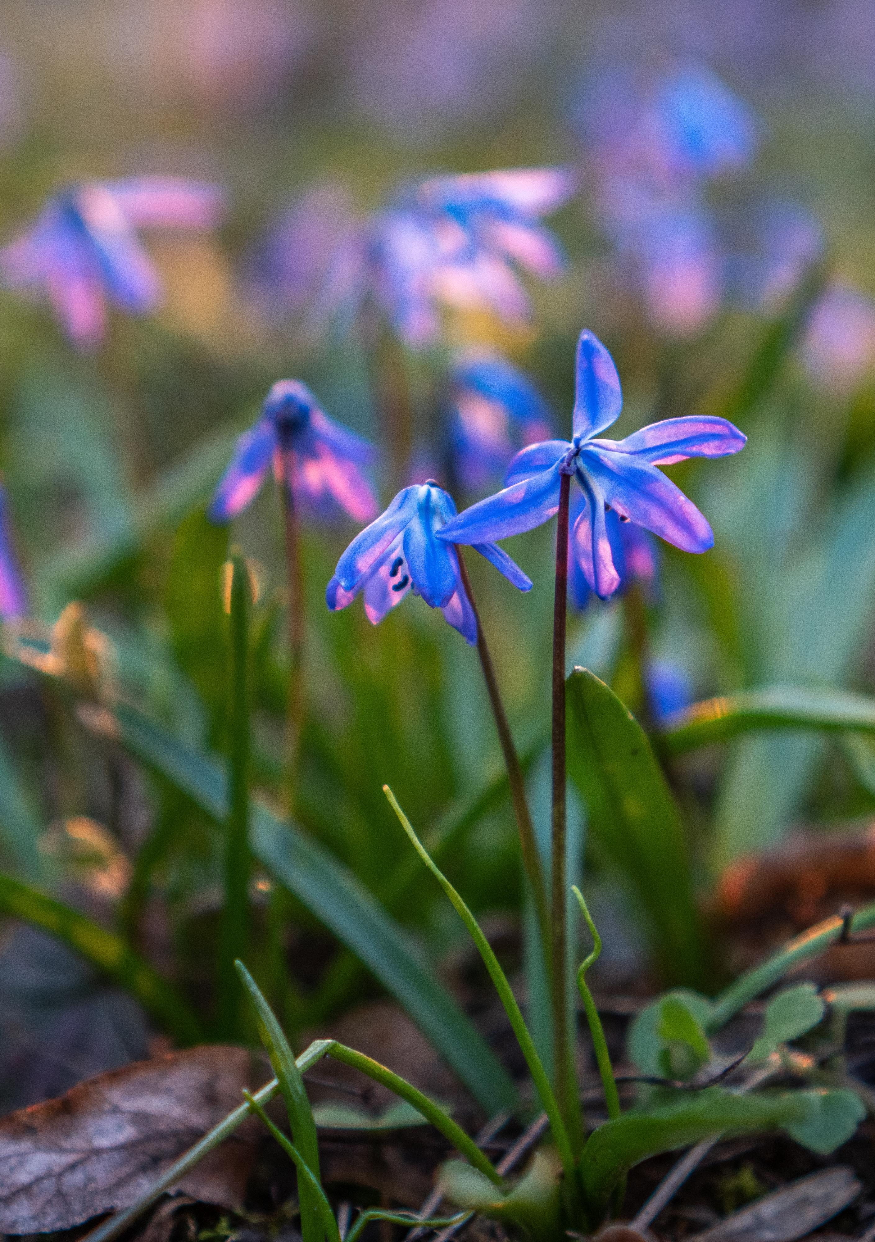 4K, field, fairy, outdoors, bloom, season, awakening, flowering plant, depth of field, garden, violet, plant, sunlight, purple, flower, sunset, march, Phone HD Wallpaper