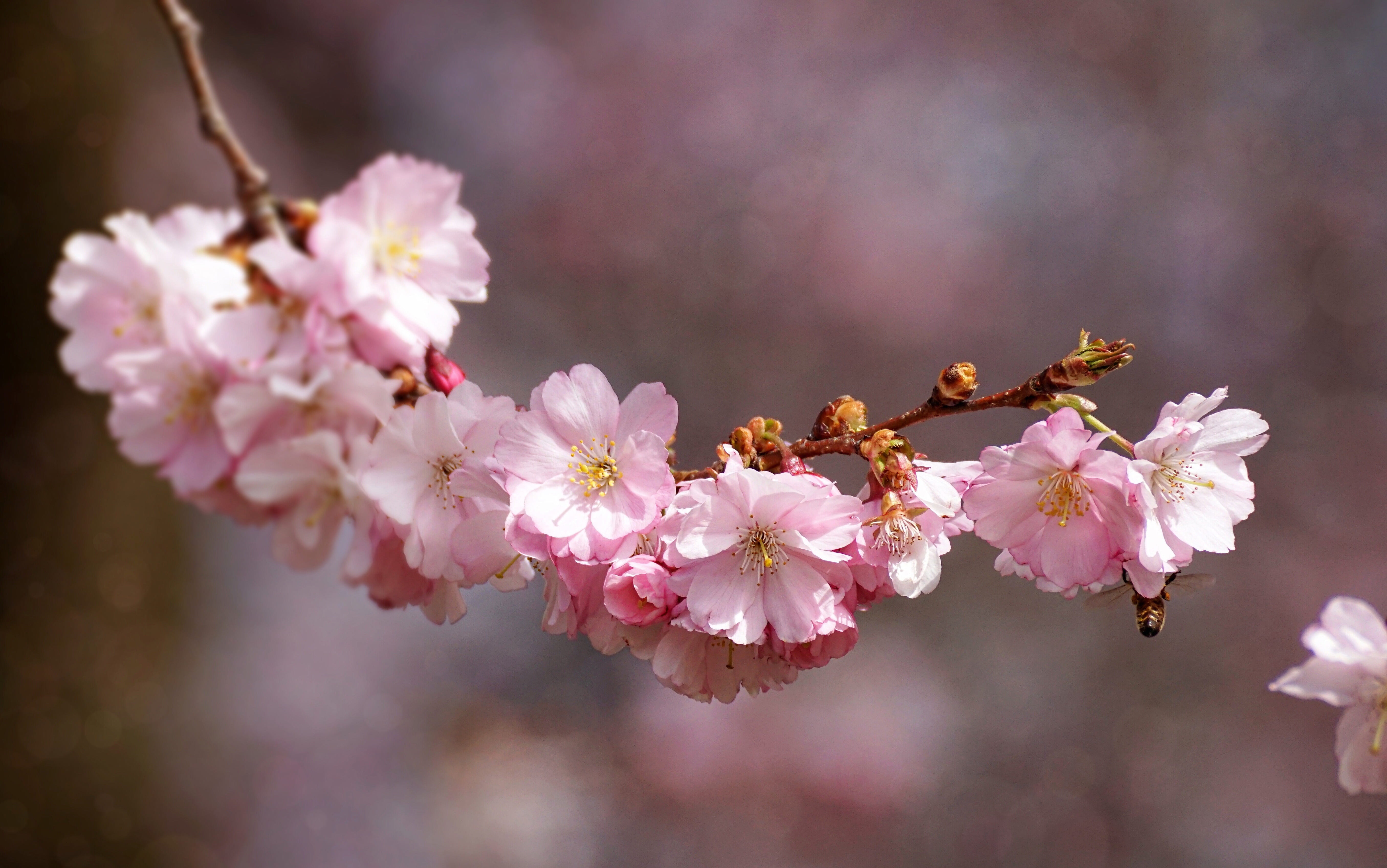 season, nature, pollen, freshness, flowers, cherry blossoms, beautiful, cherry tree, petals, light, blossom, tree, bloom, vulnerability, flower buds, outdoors, HD Wallpaper
