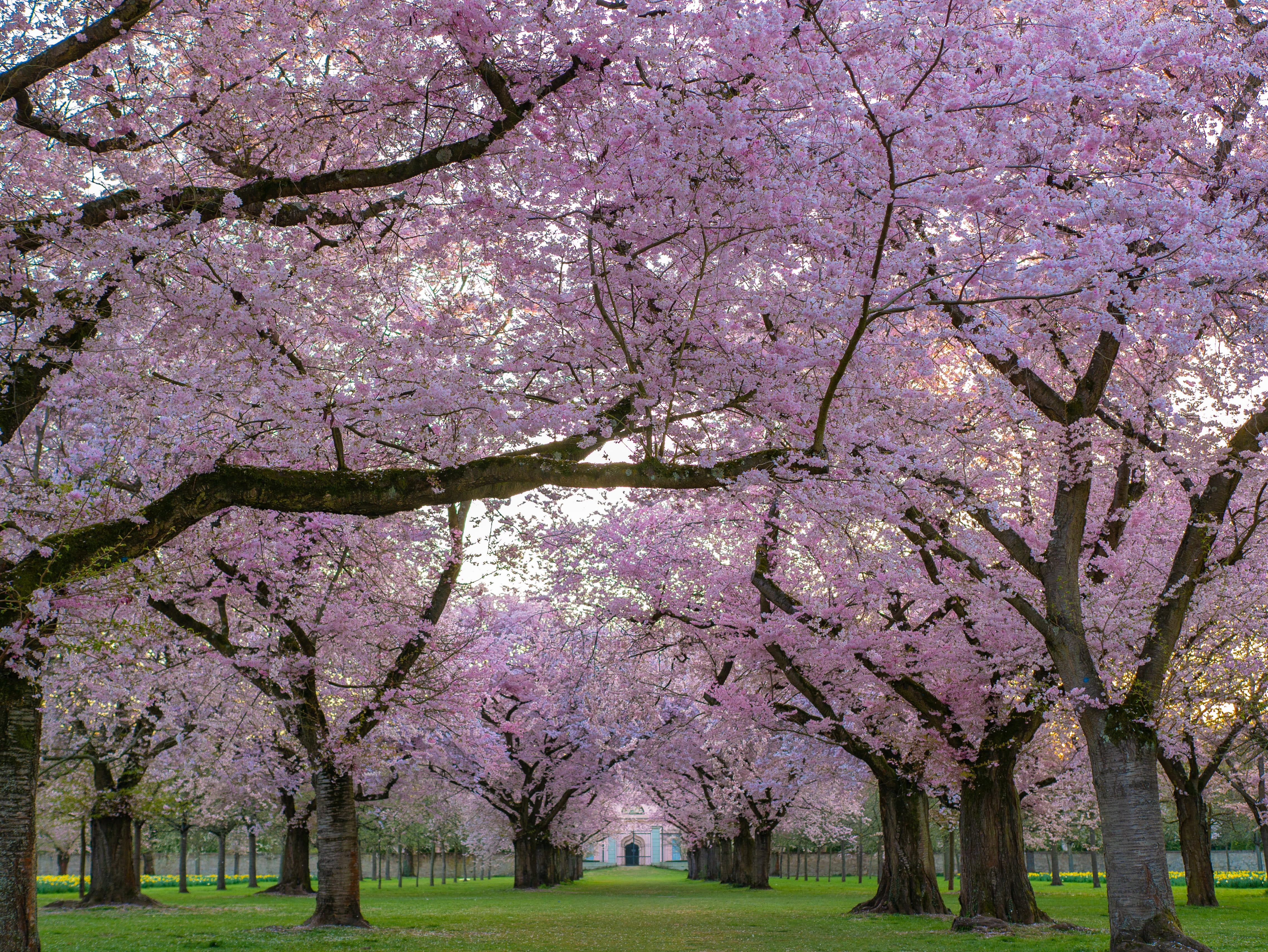 beauty in nature, cherry blossom, ornamental cherry, park, day, blossom, no people, fragility, scenics - nature, outdoors, plant, flowering plant, springtime, HD Wallpaper