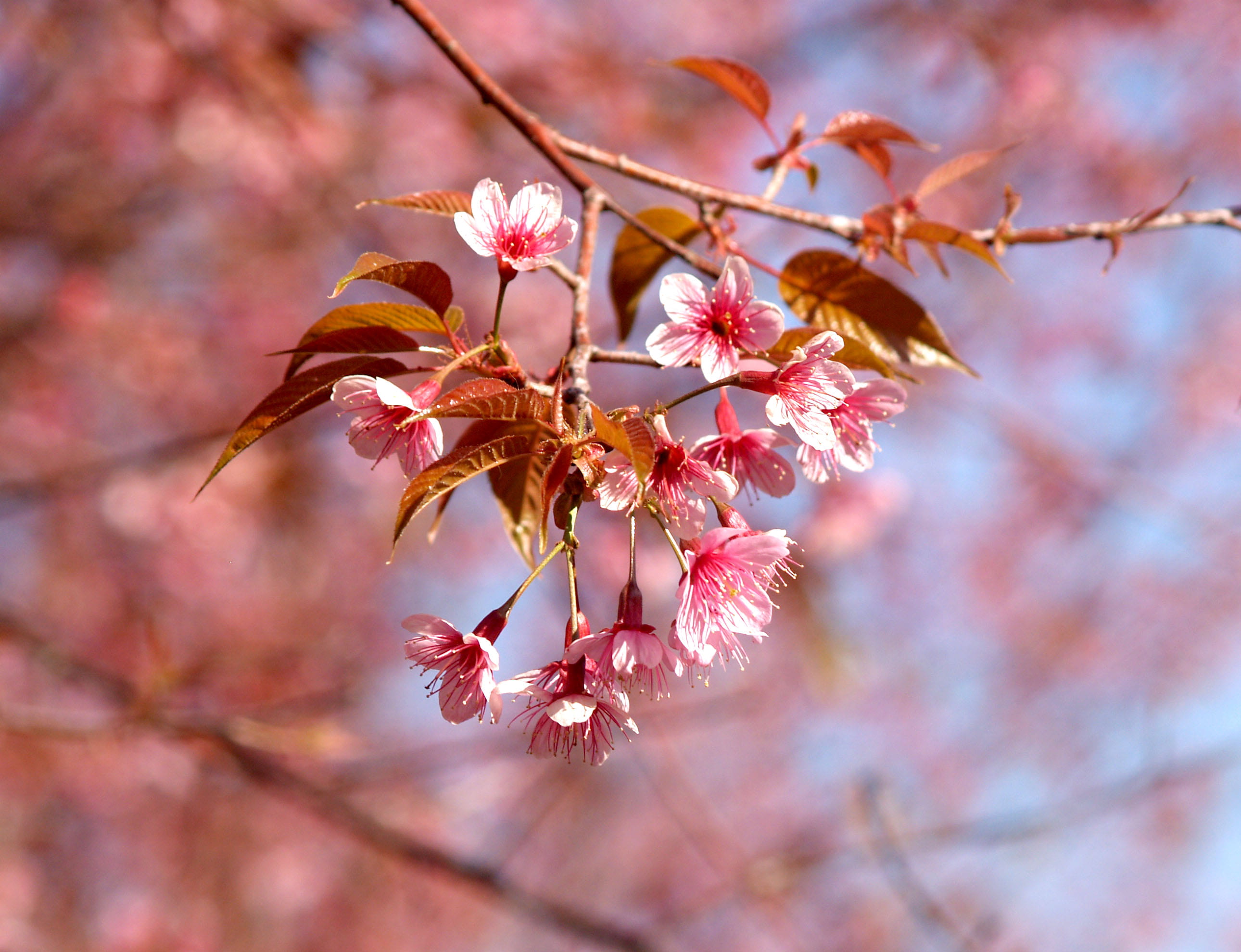 blooming, landscape, branch, tree branches, day, depth of field, colorful, leaves, spring, 2K, blossom, flora, thai, close-up, cherry, ornamental, flowers, HD Wallpaper