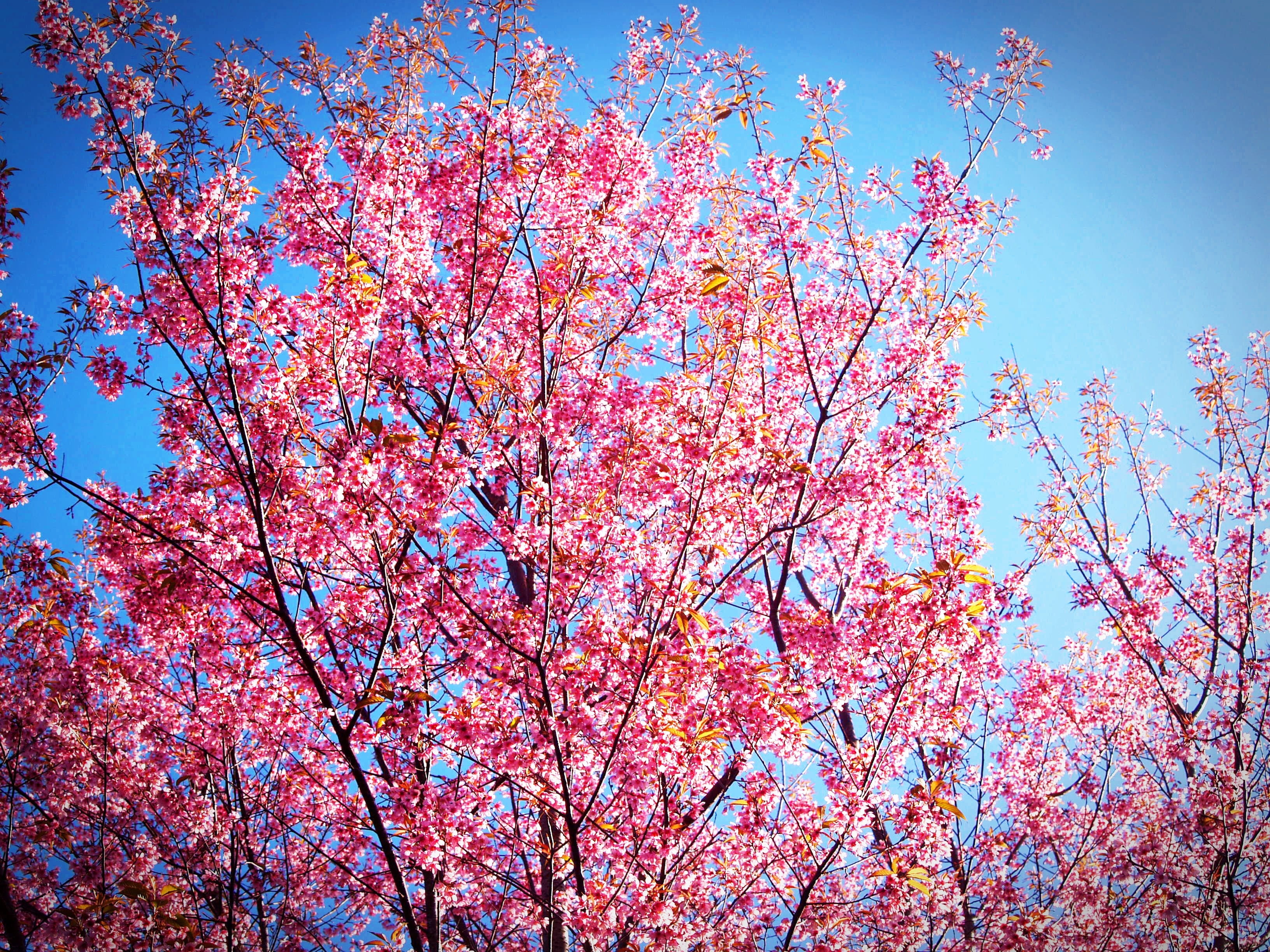 pink color, wild himalayan cherry, texture, outdoor, cerasoides, spring, daytime, flower background, colorful, freshness, plant, park, scene, flowering, HD Wallpaper