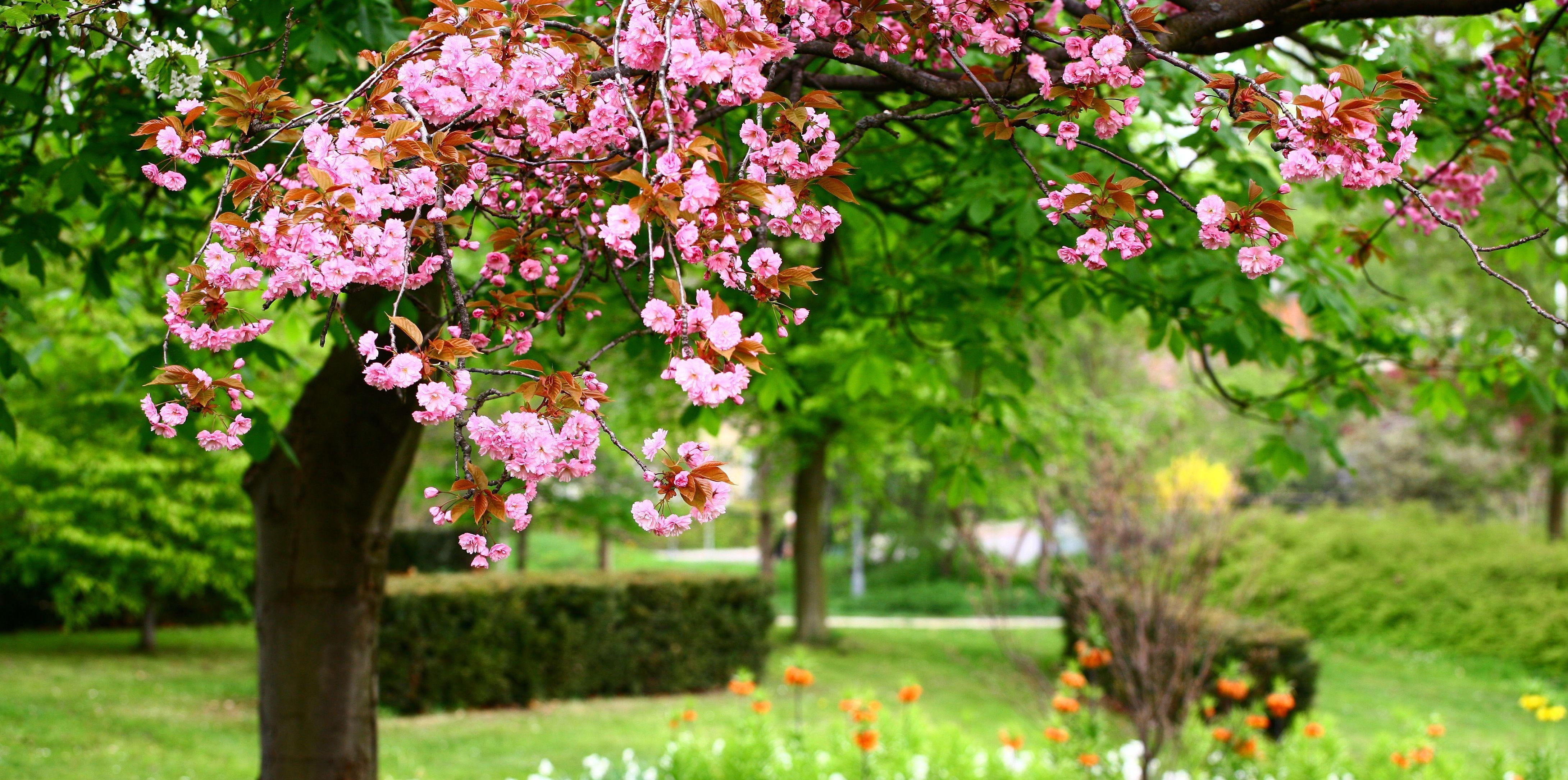 japan, vulnerability, tree, plant, flowers, backgrounds, blossom, gardening, color Image, springtime, flowering plant, no People, petal, formal Garden, HD Wallpaper