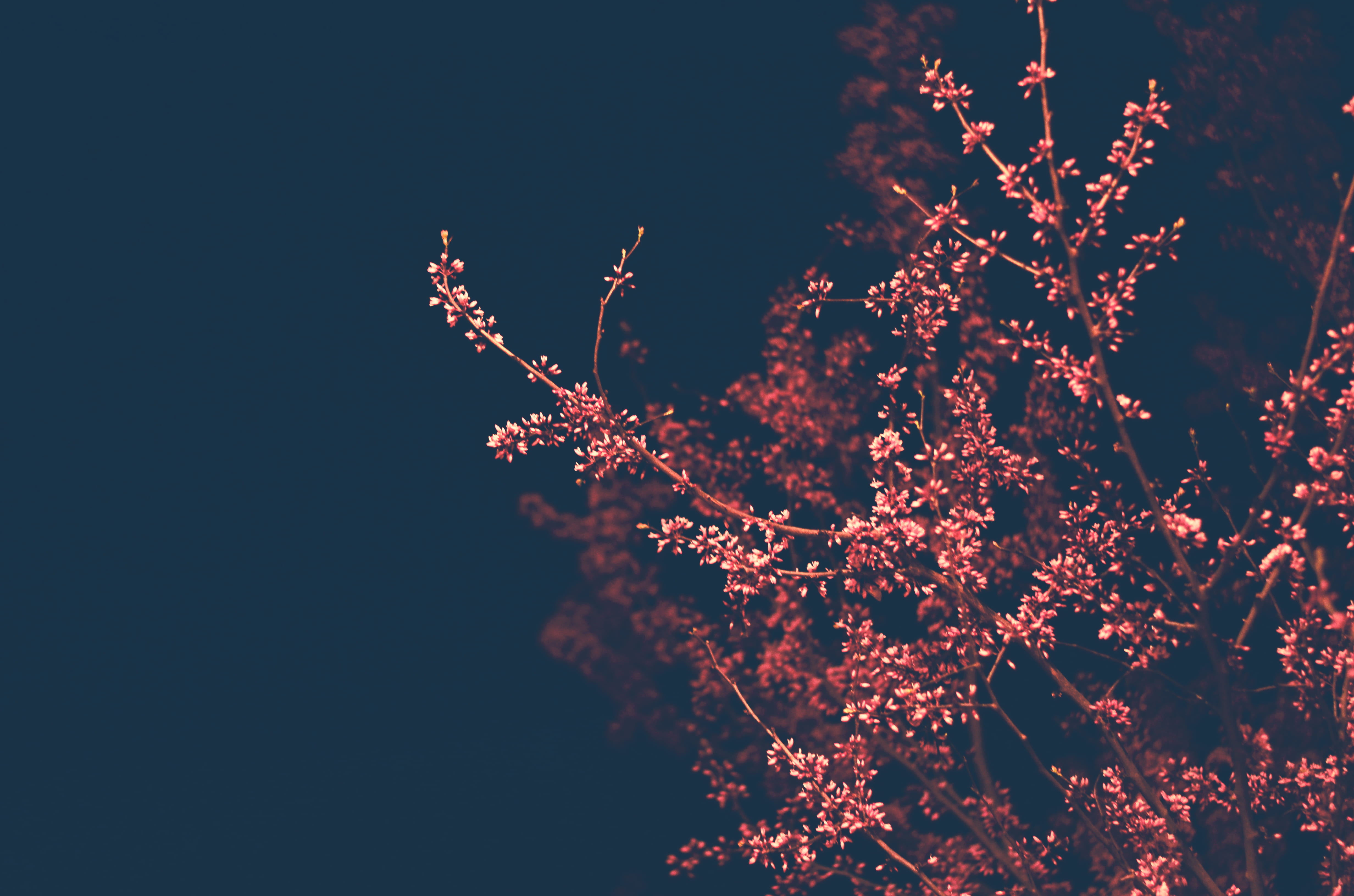 cherry tree, pattern, spring, twig, springtime, outdoors, flower, ornament, plant, fractal, growth, plum blossom, night, branch, freshness, blossom, HD Wallpaper