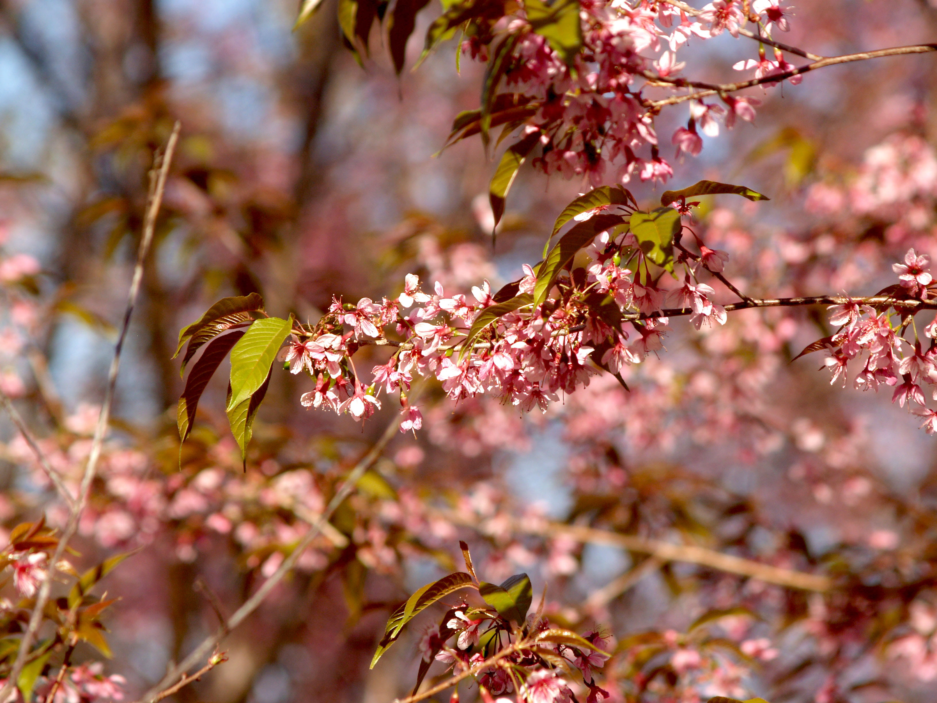 beautiful, blooming, close-up, landscape, garden, bright, freshness, season, ornamental, fall, color, thailand, plant, day, scene, park, pink flowers, blossom, HD Wallpaper
