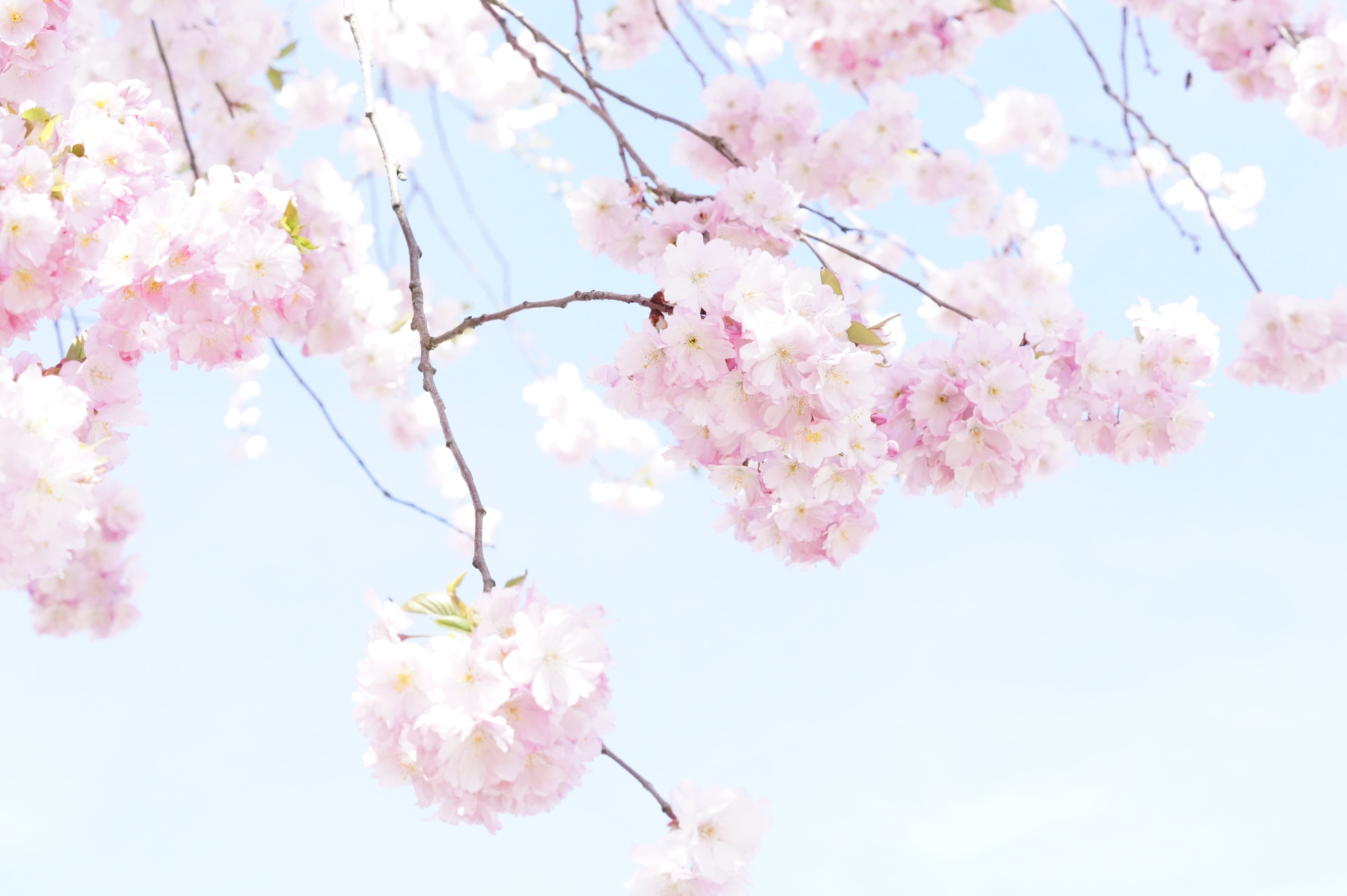 pink, bunch of flowers, sky, japanese flowering cherry, japanese cherry, growth, tree, sweet, wonderful, flowers, fragility, nature, blütenmeer, freshness, HD Wallpaper