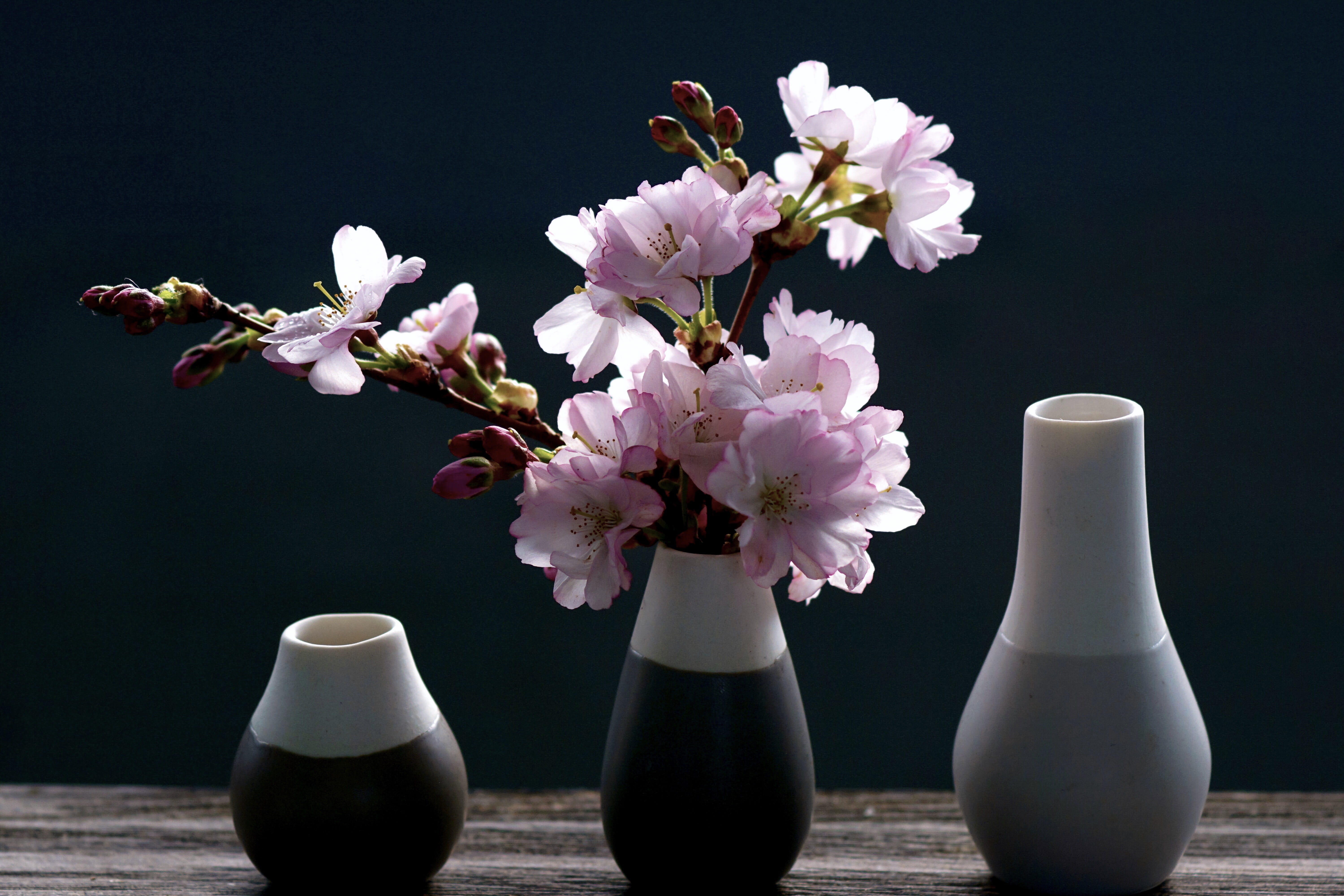 nature, pink, flower head, light and shadow, beauty in nature, flower, pastel, plant, spring flowers, the spring messenger, arrangement, freshness, close-up, HD Wallpaper