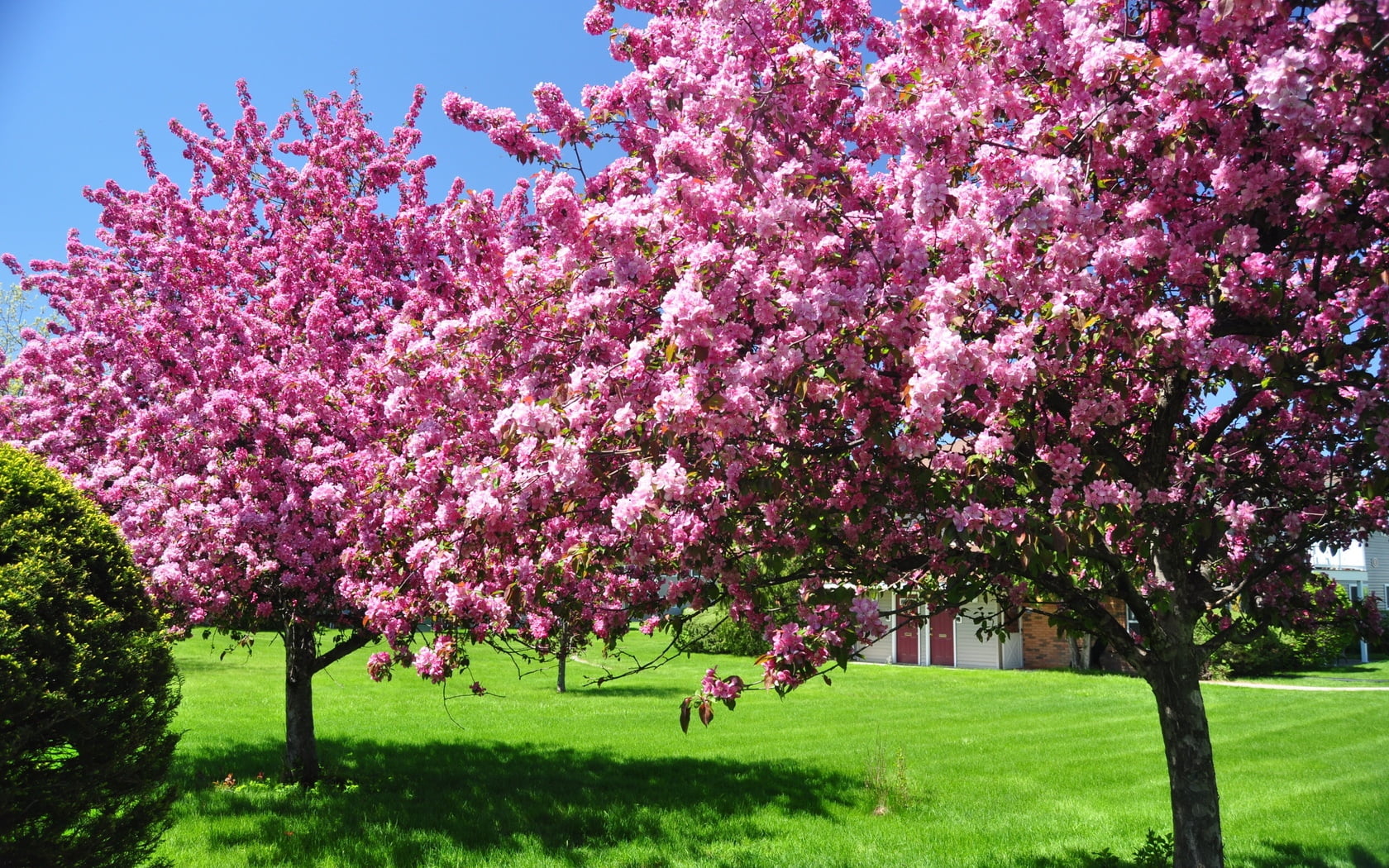 pink Color, pink, blue, nature, green Color, season, blossom, flower Head, tree, no People, vulnerability, growth, cherry Blossom, multi Colored, trees, HD Wallpaper