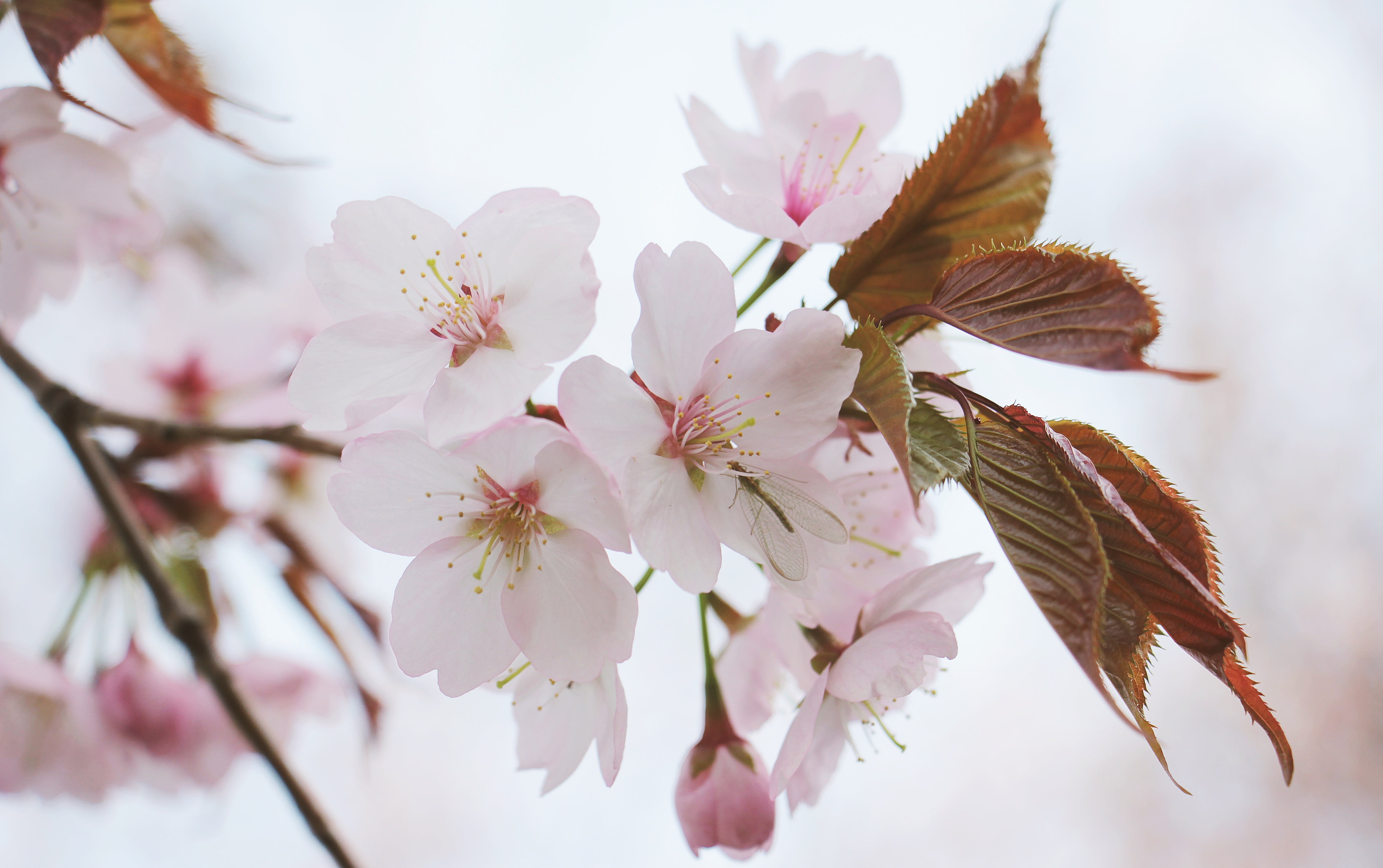 springtime, ornamental cherry, branch, romance, bloom, flower head, beauty in nature, pink color, no people, cherry, growth, freshness, tender, pollen, HD Wallpaper