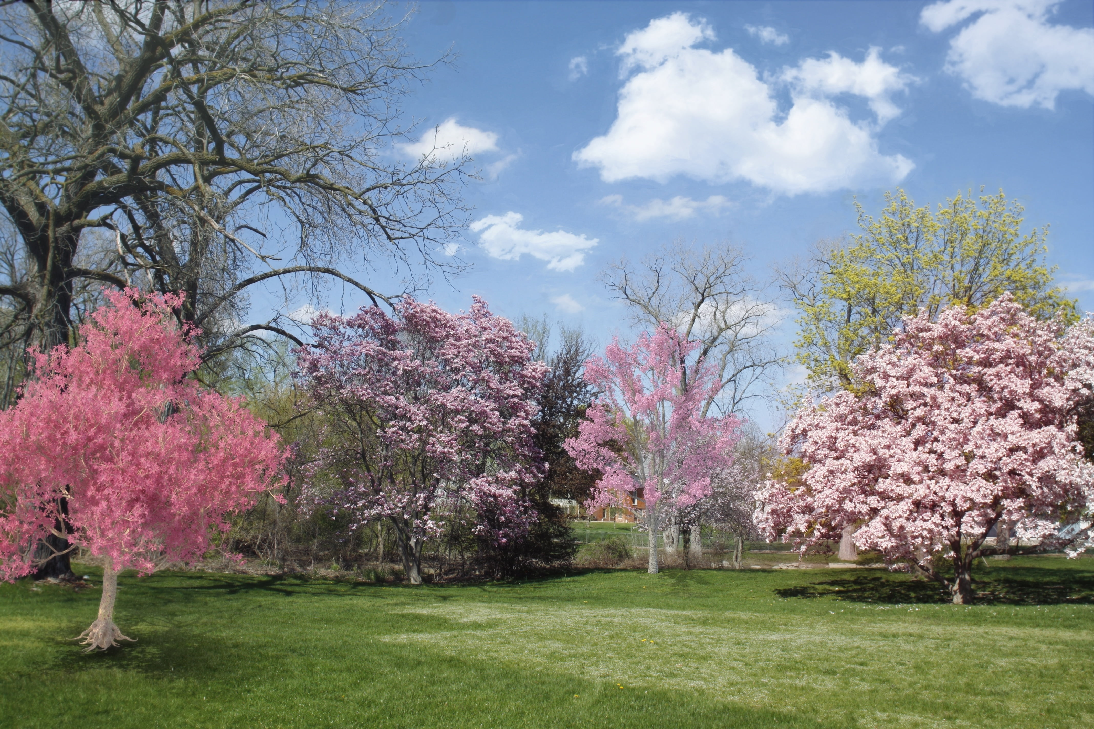 beauty in nature, blue, cherry tree, pink Color, grass, blooming, pink, tree, cloud - sky, cherry, season, spring, growth, nature, flowering plant, cherry Blossom, HD Wallpaper