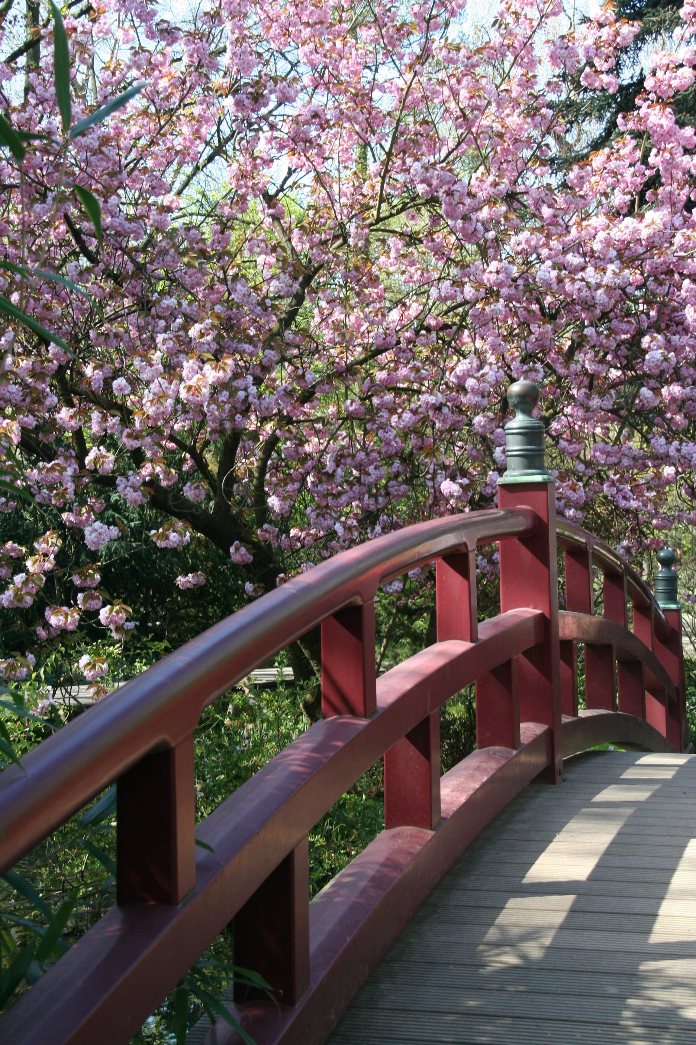 blossom, park - man made space, pink color, park, architecture, no people, pond, cherry tree, railing, springtime, leverkusen, zen, cherry blossom, japanese, Phone HD Wallpaper