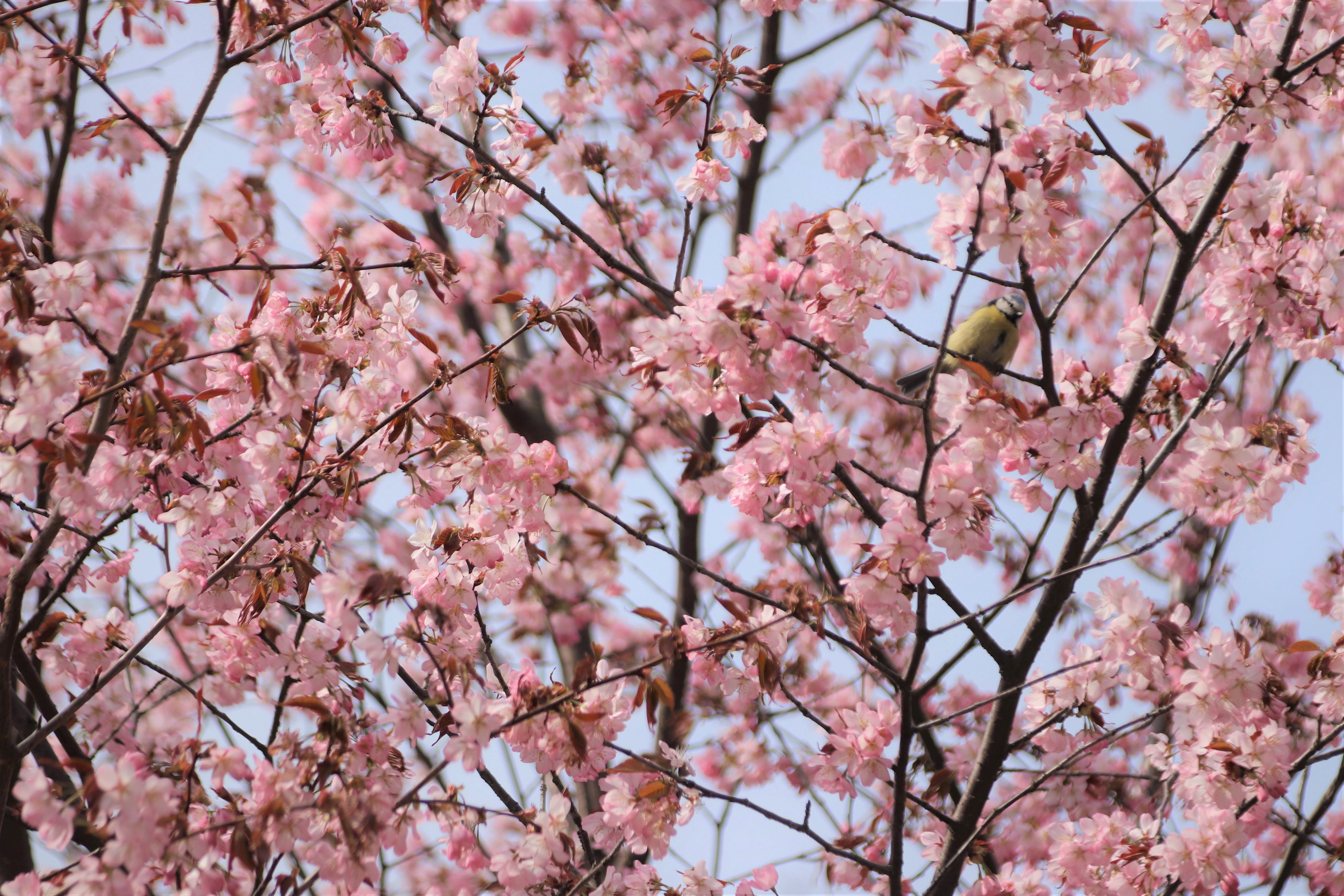 bloom, cherry tree, spring, season, flower, cherry blossom, nature, close-up, flowering plant, day, bud, plum blossom, tree, plant, outdoors, cherry, branch, HD Wallpaper