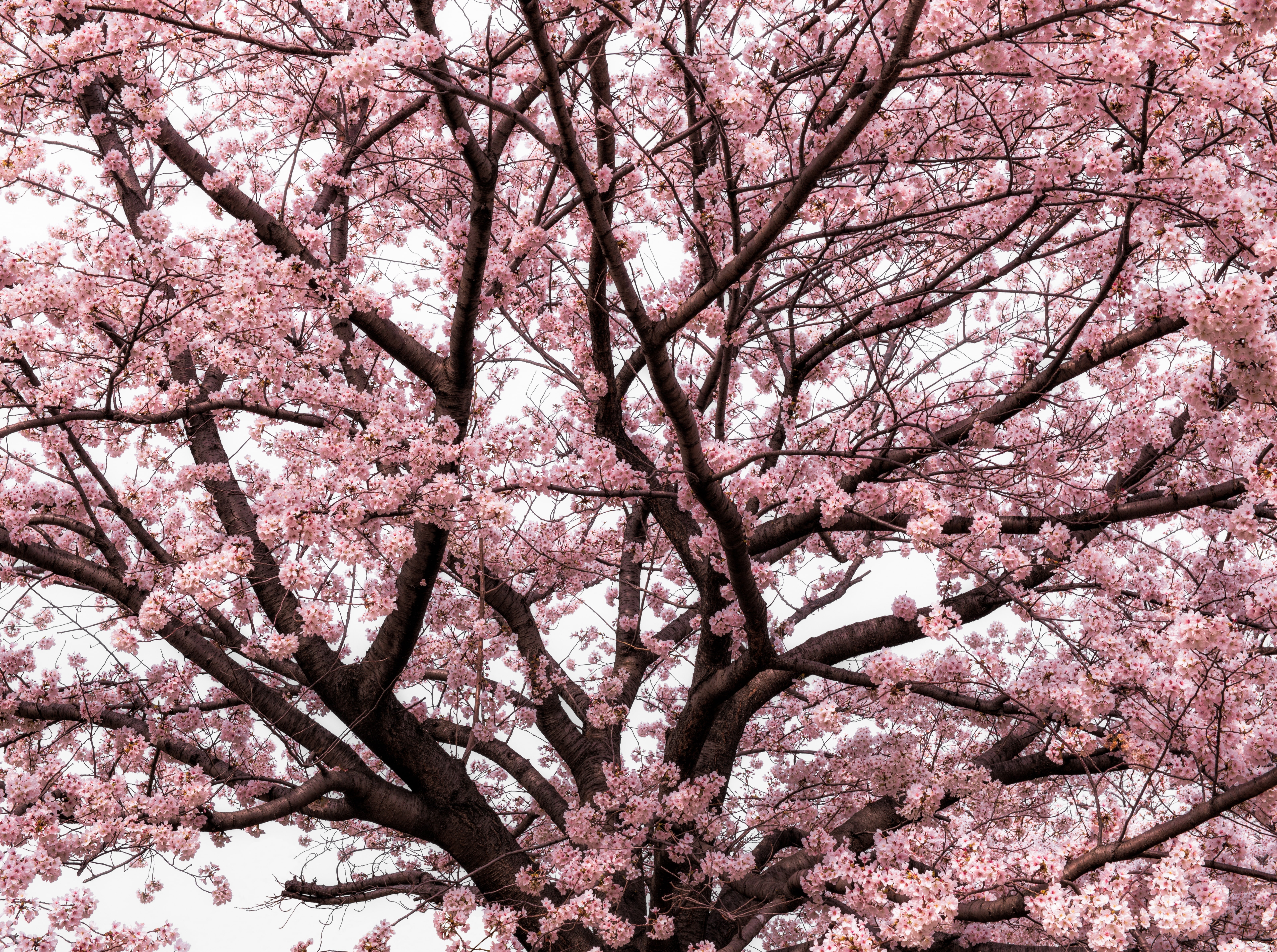 pink color, springtime, branch, fragility, day, beauty in nature, japanese, low angle view, growth, blossom, full frame, Cloudy, cherry, no people, cherry tree, HD Wallpaper
