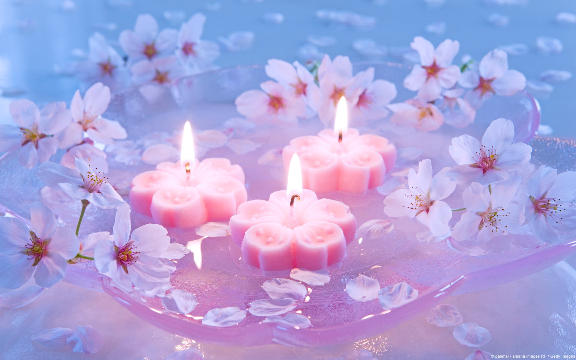 pink Color, beauty in nature, close-up, romance, birthday, floating on water, candle, decoration, flame, luxury, springtime, celebration, cherry, flower head, HD Wallpaper