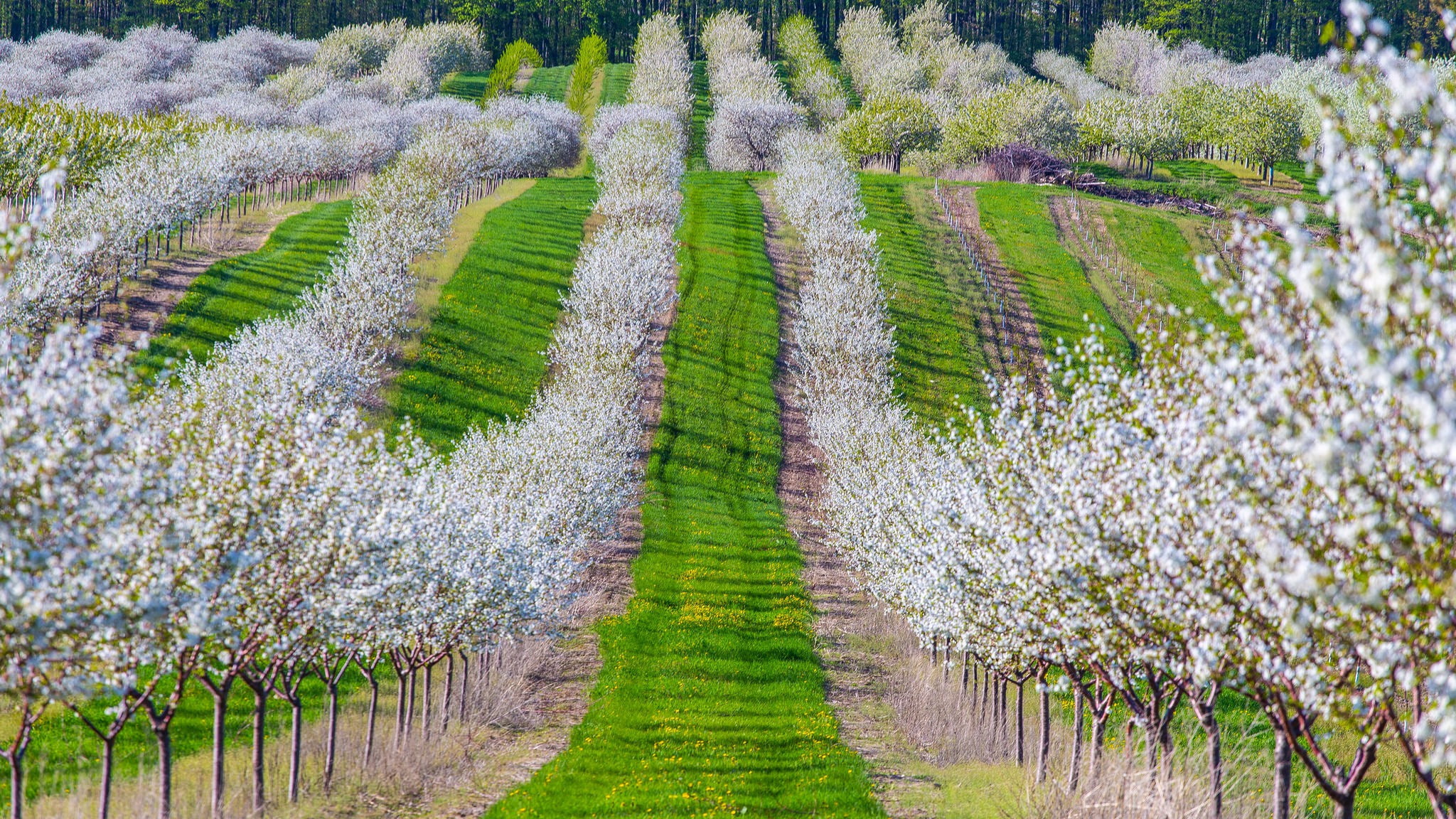 grass, trees, cherry, garden, flowering, 1080P, spring, HD Wallpaper