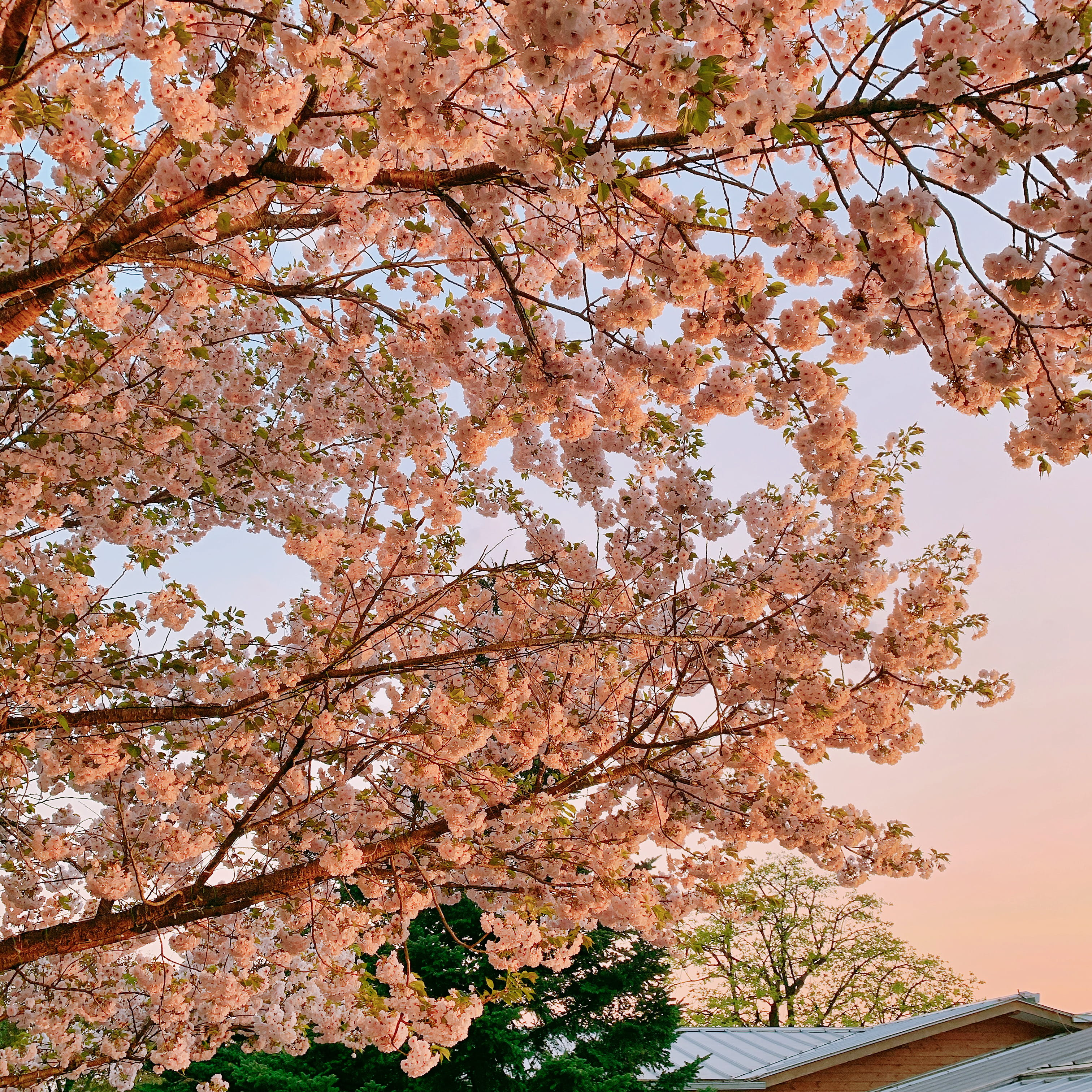branch, no people, plum blossoms, cherry blossoms, ashikaga city, ashikaga, tree, japan, 2K, change, cherry blossom, plant, blossoms, day, flower, garden, Phone HD Wallpaper