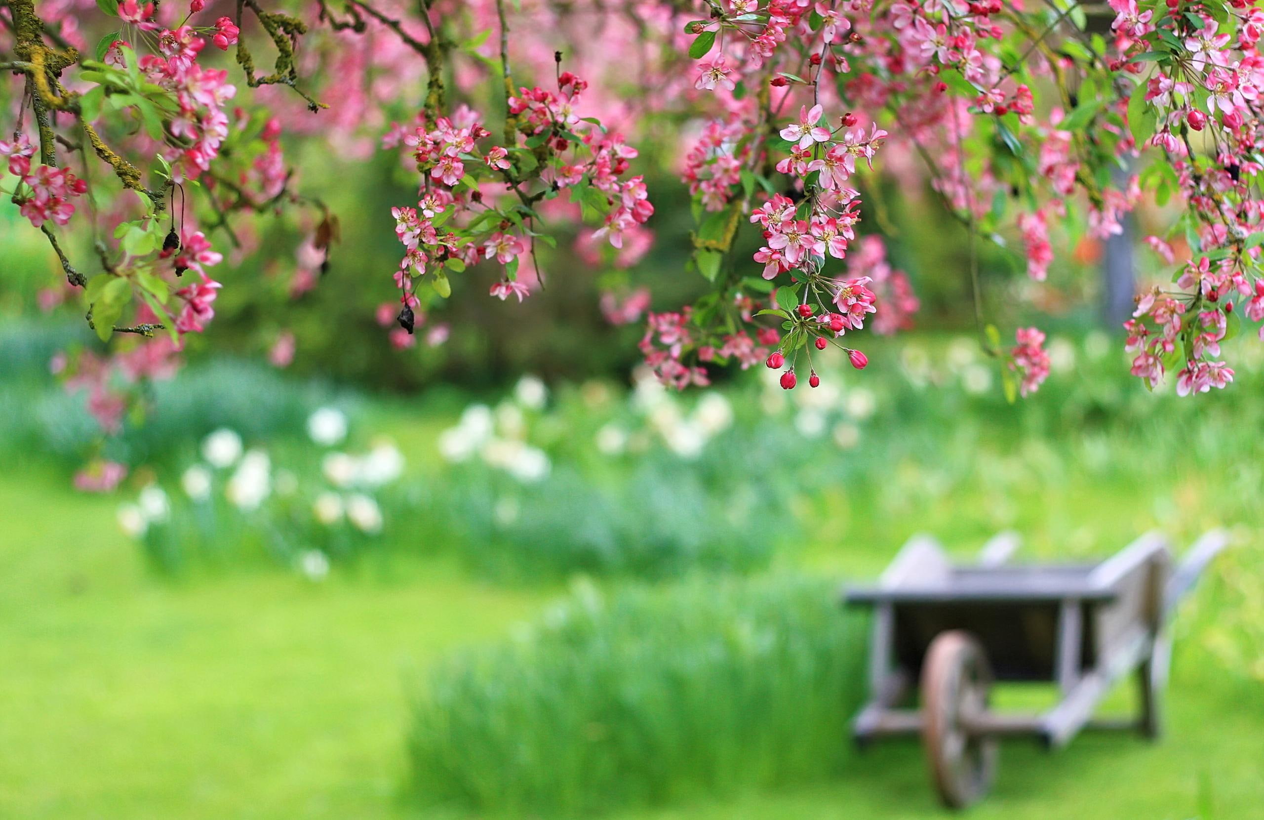 peace, 2K, flowers, view, field of flowers, trees, grass, blossom, beautiful, lovely, spring, field, spring time, beauty, HD Wallpaper