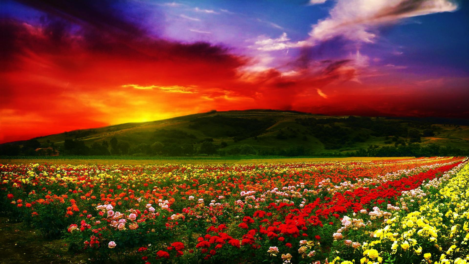 field, sunset, flowers, 1080P, nature and landscapes, nature, dusk, farm, beauty, time, roses, flower, golden, HD Wallpaper