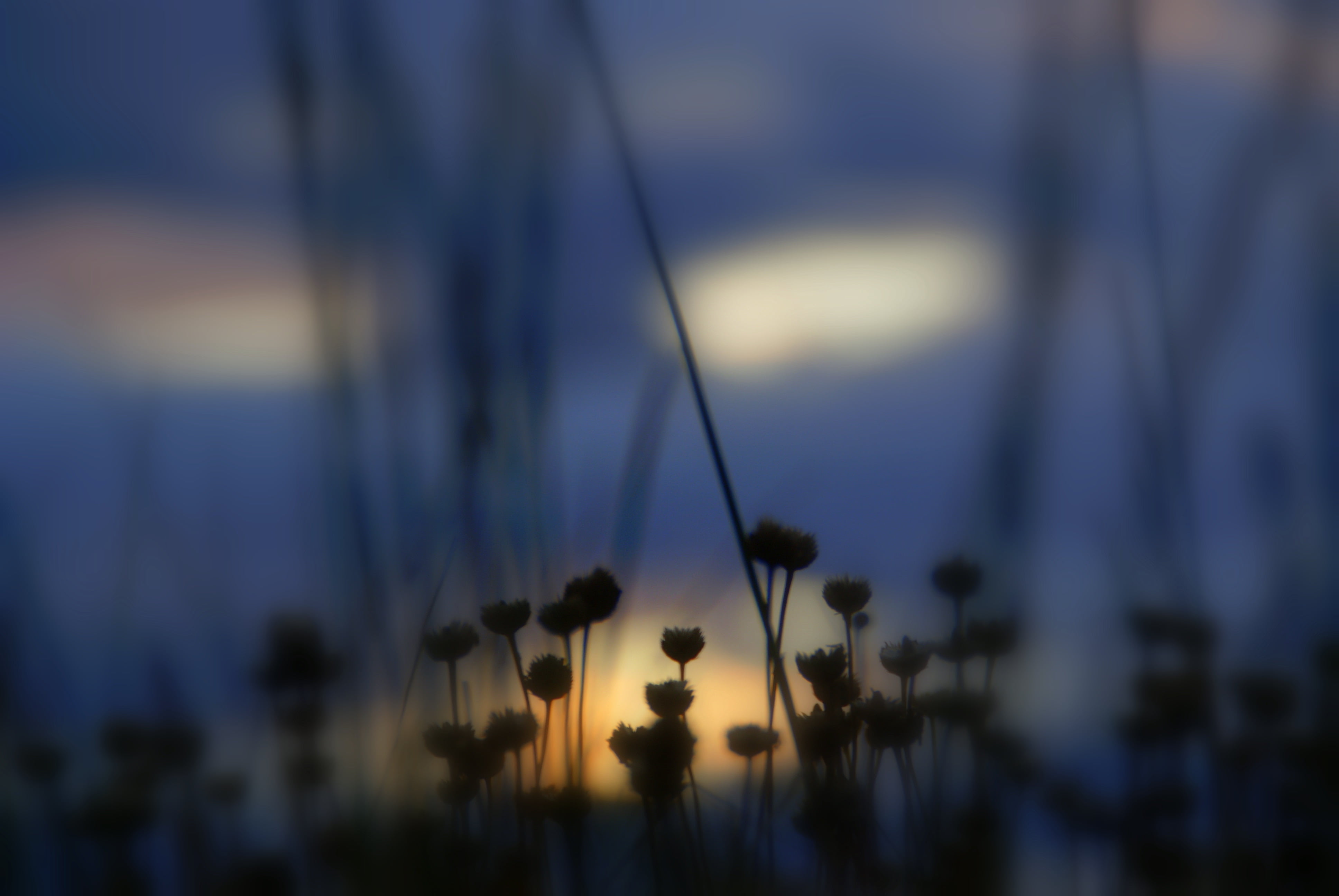 defocused, time, night time, summer, sunset, night, landscape, silhouette, 4K, flowers, light, nature, HD Wallpaper