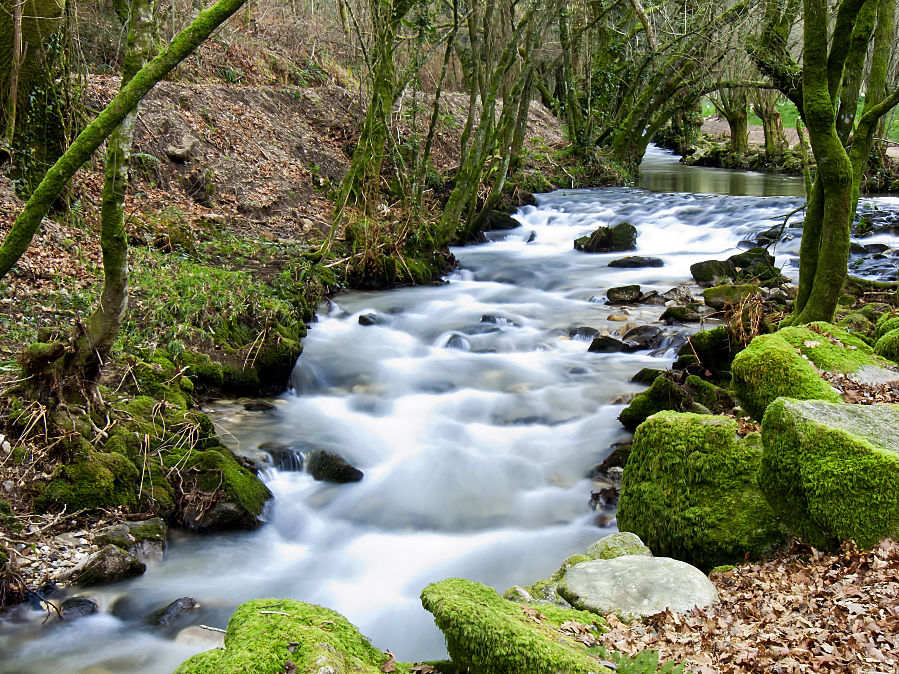 españa, moss, agua, silk, nature, forest, galicia, flower, trees, pontevedra, niebla, outdoors, waterfall, meis, landscape, flow, River, stream, water  forest, HD Wallpaper