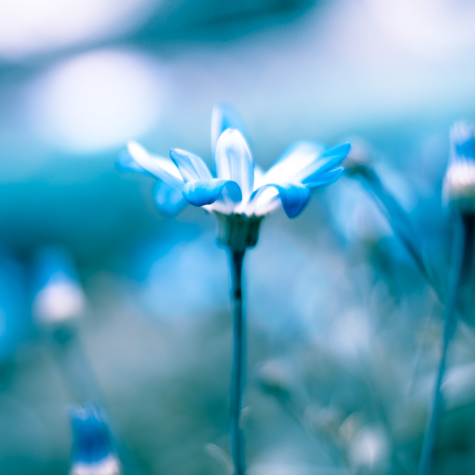 photography, allegory, subtle, work out, close-up, plant, blue flower, flower, springtime, macro, for you, what I was, petal, flower Head, beauty In Nature, Phone HD Wallpaper