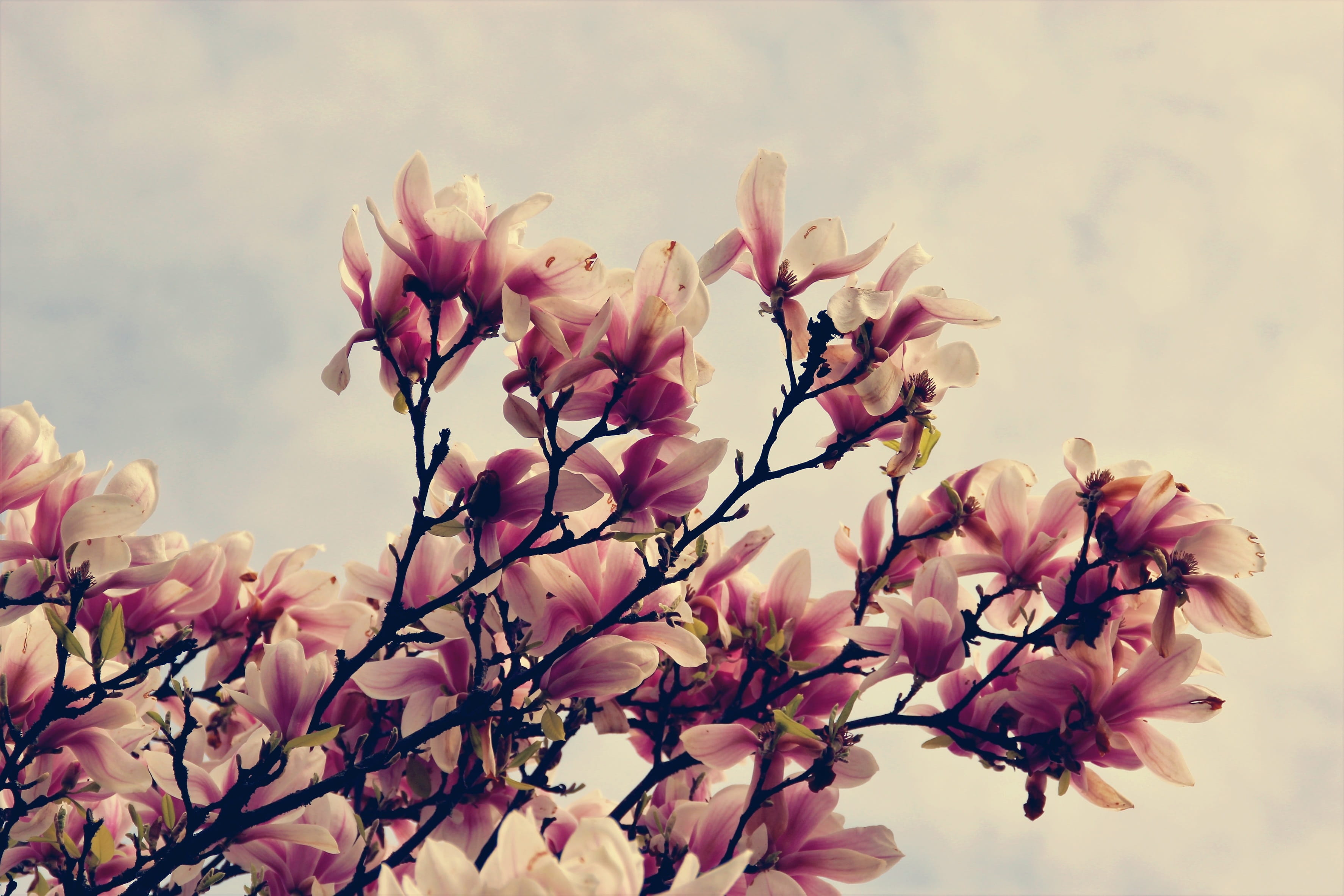 beauty in nature, spring, bloom, cherry blossom, close-up, flowers, freshness, bud, flower, no people, lenz, pink color, day, growth, fragility, sky, branch, HD Wallpaper