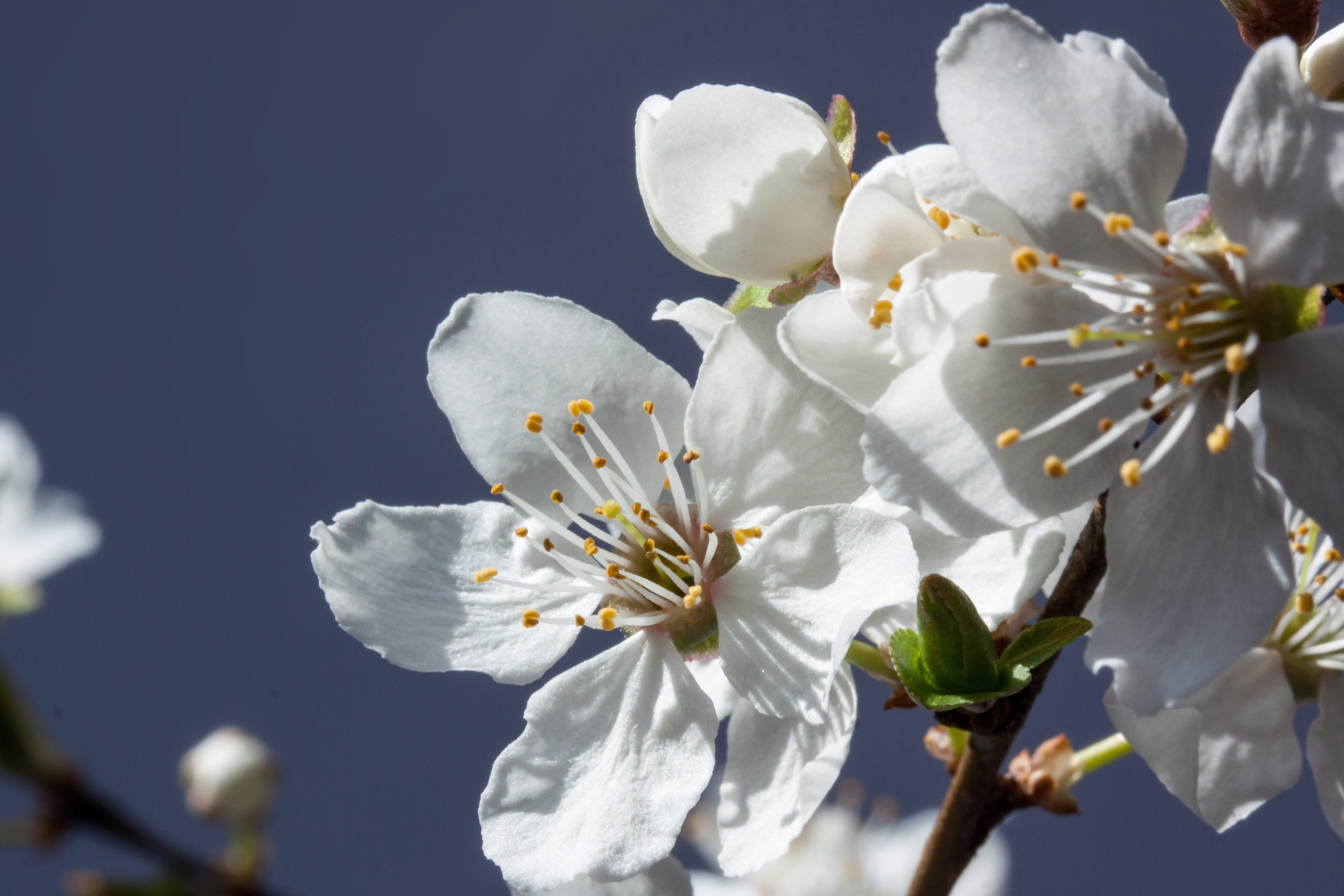 flowering plant, pollen, tree, bud, flowers, subspecies of the plum, blossom, nature, fragility, beauty in nature, flower, lenz, yellow plum, plant, outdoors, HD Wallpaper