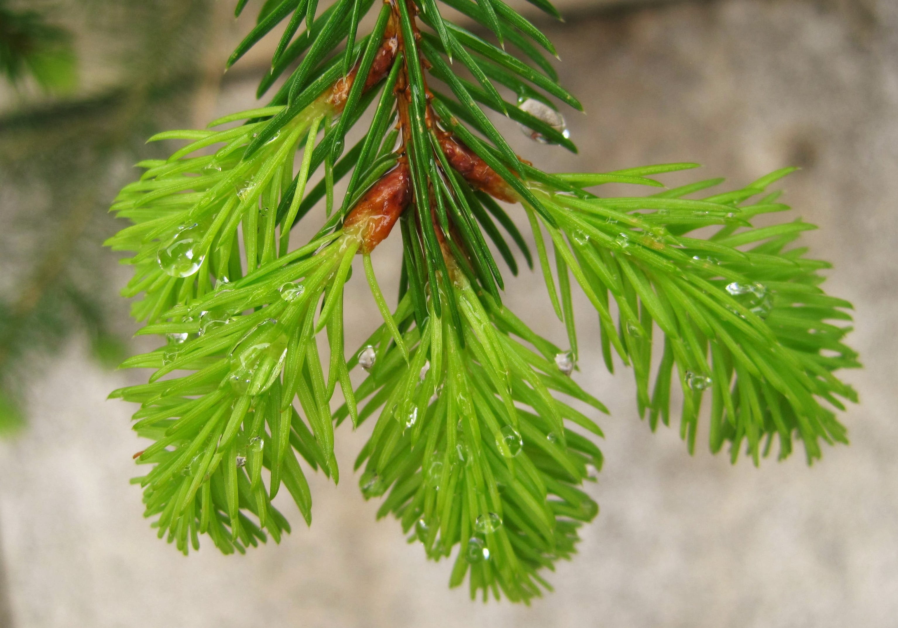 raindrop, new beginning, drop of water, rainy weather, 2K, beaded, fir tree, botany, wet, precipitate, day, garden, selective focus, leaf, plant part, HD Wallpaper