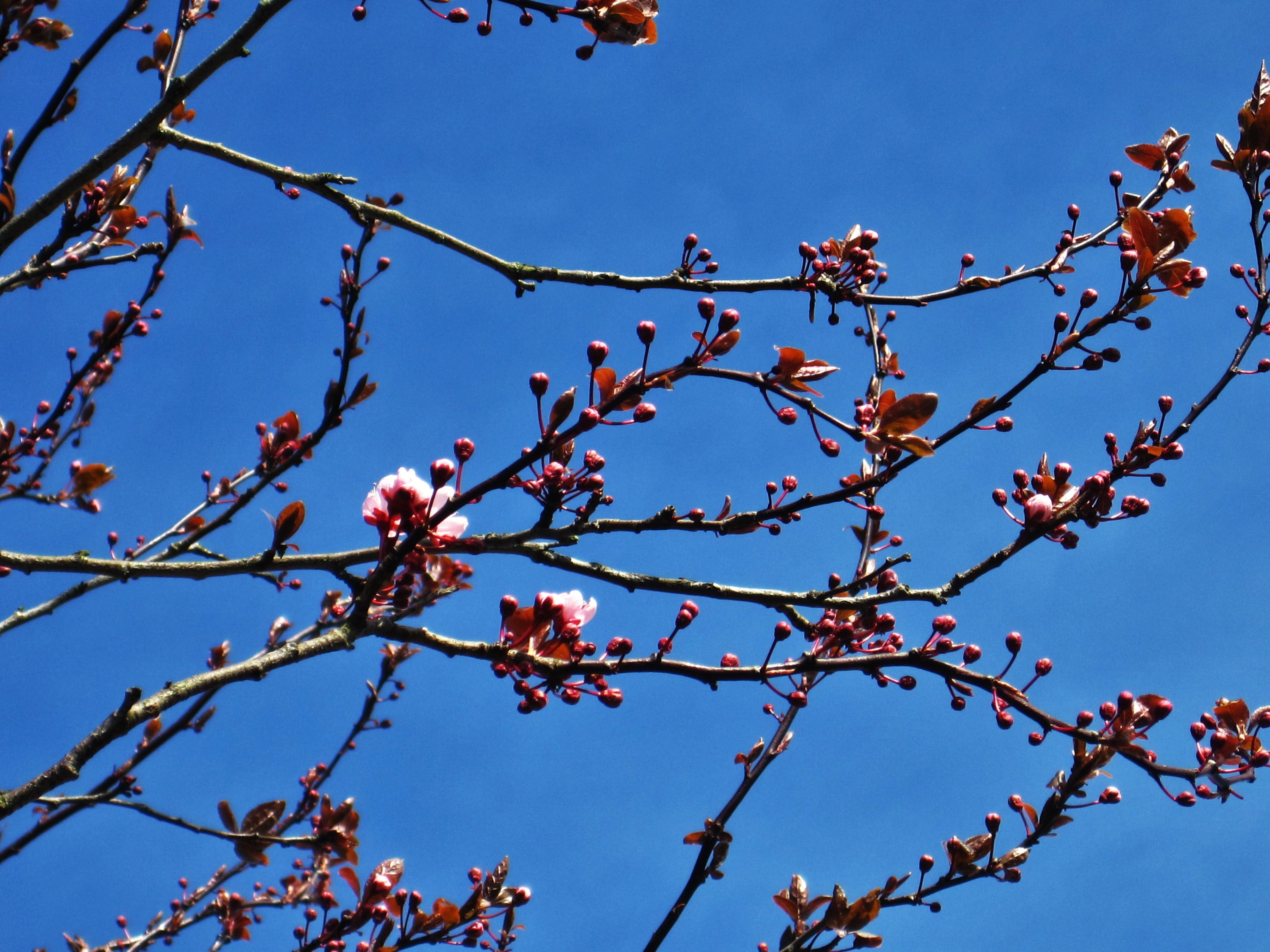 flower, 2K, lenz, blossom branches, freshness, outdoors, aesthetic, wild cherry blossoms, cherry blossom, tree, blue, low angle view, season, spring awakening, HD Wallpaper
