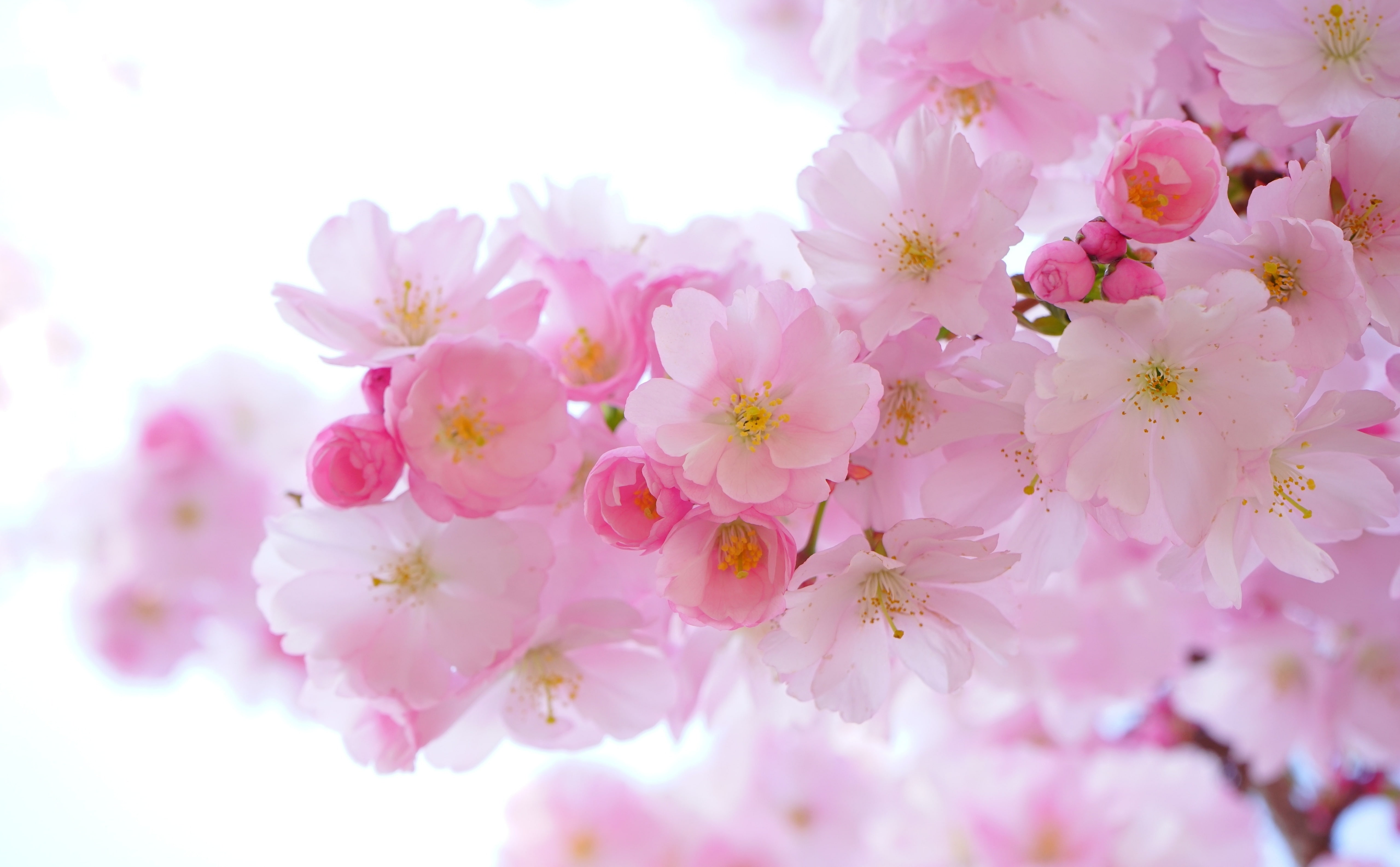 bloom, growth, Seasons, japanesecherry, cherry tree, flowering plant, japanese, pollen, Pink, Flowers, Color, floweringtime, petal, hd, bunch of flowers, HD Wallpaper